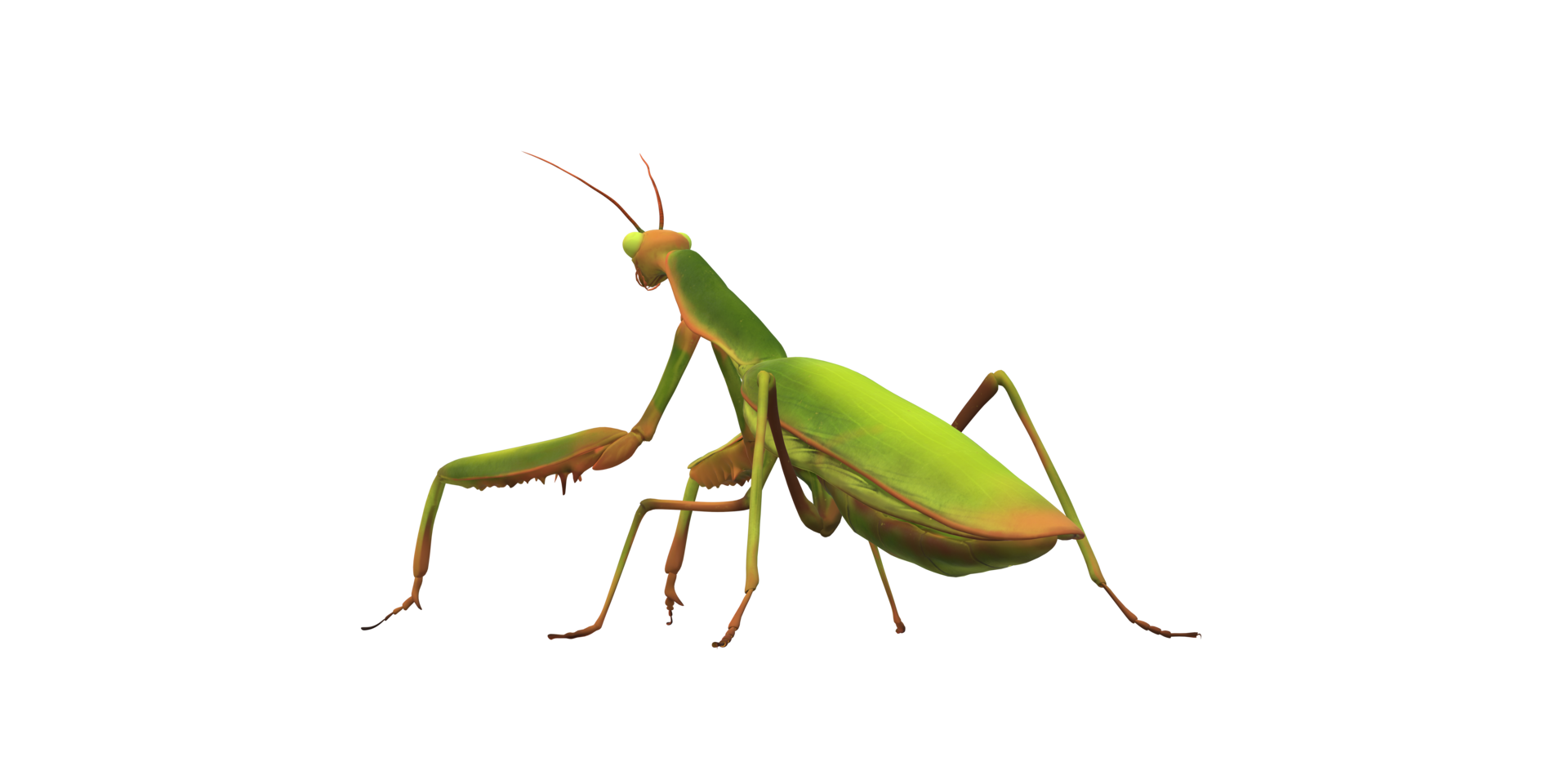 Praying Mantis isolated on a Transparent Background png