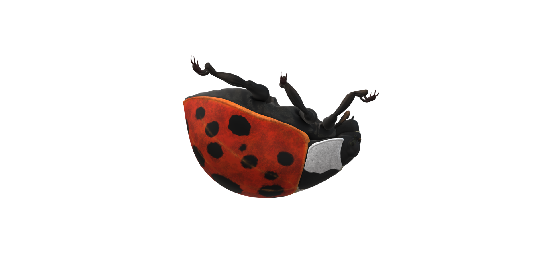 Ladybug isolated on a Transparent Background png