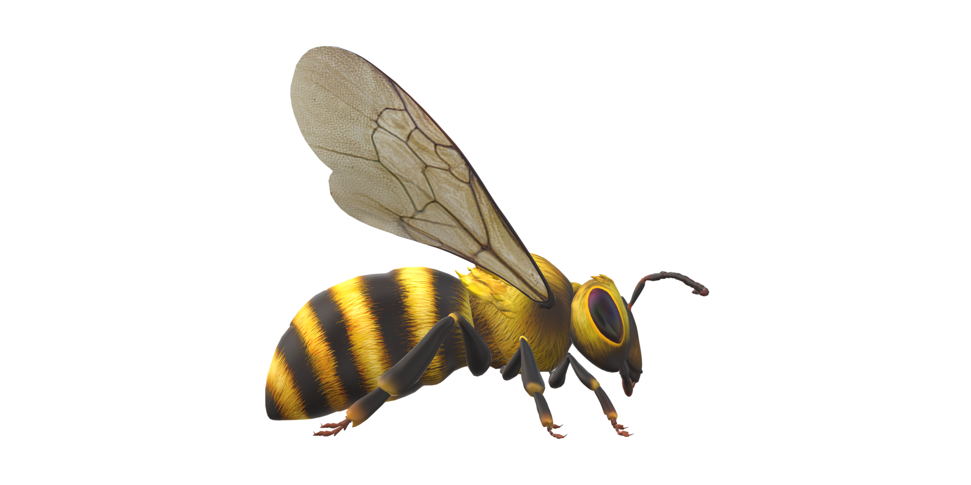 Bee isolated on a Transparent Background png