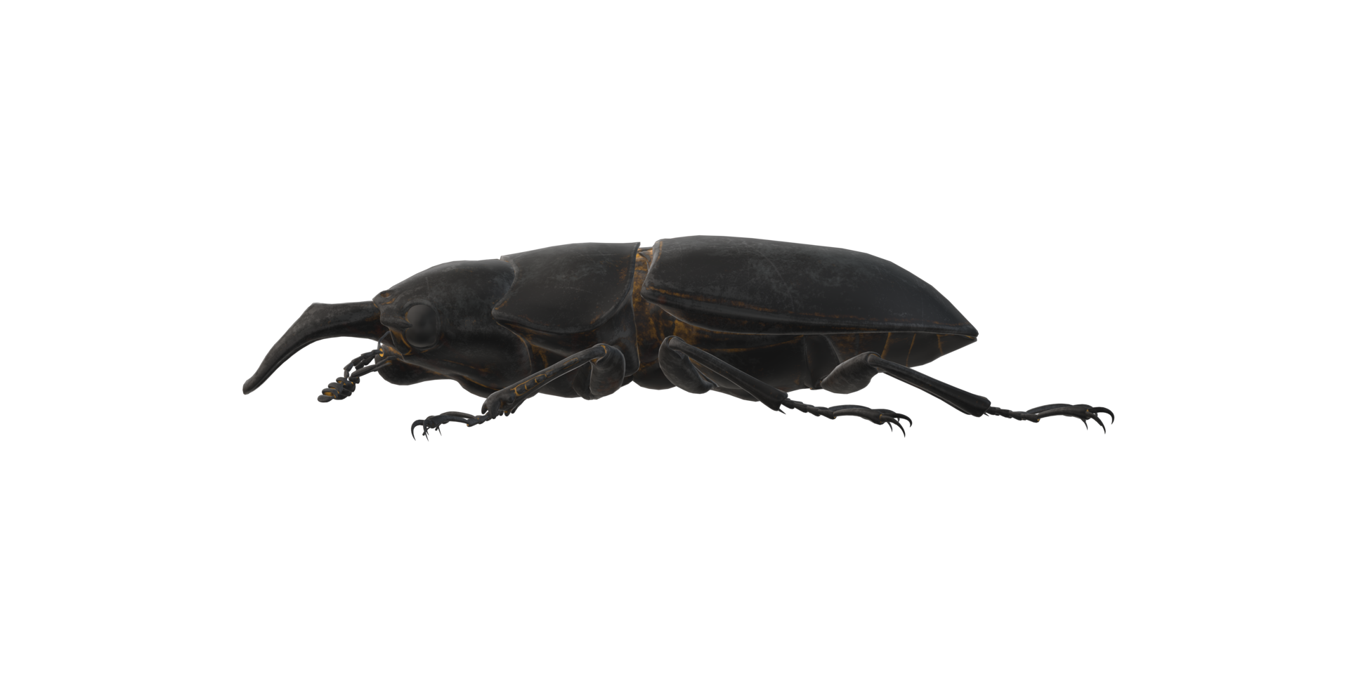 Stag Beetle isolated on a Transparent Background png