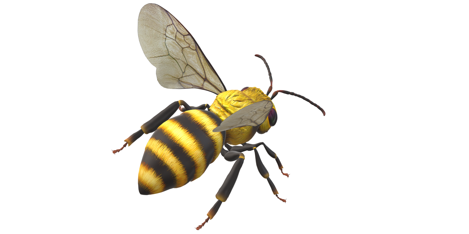 Bee isolated on a Transparent Background png