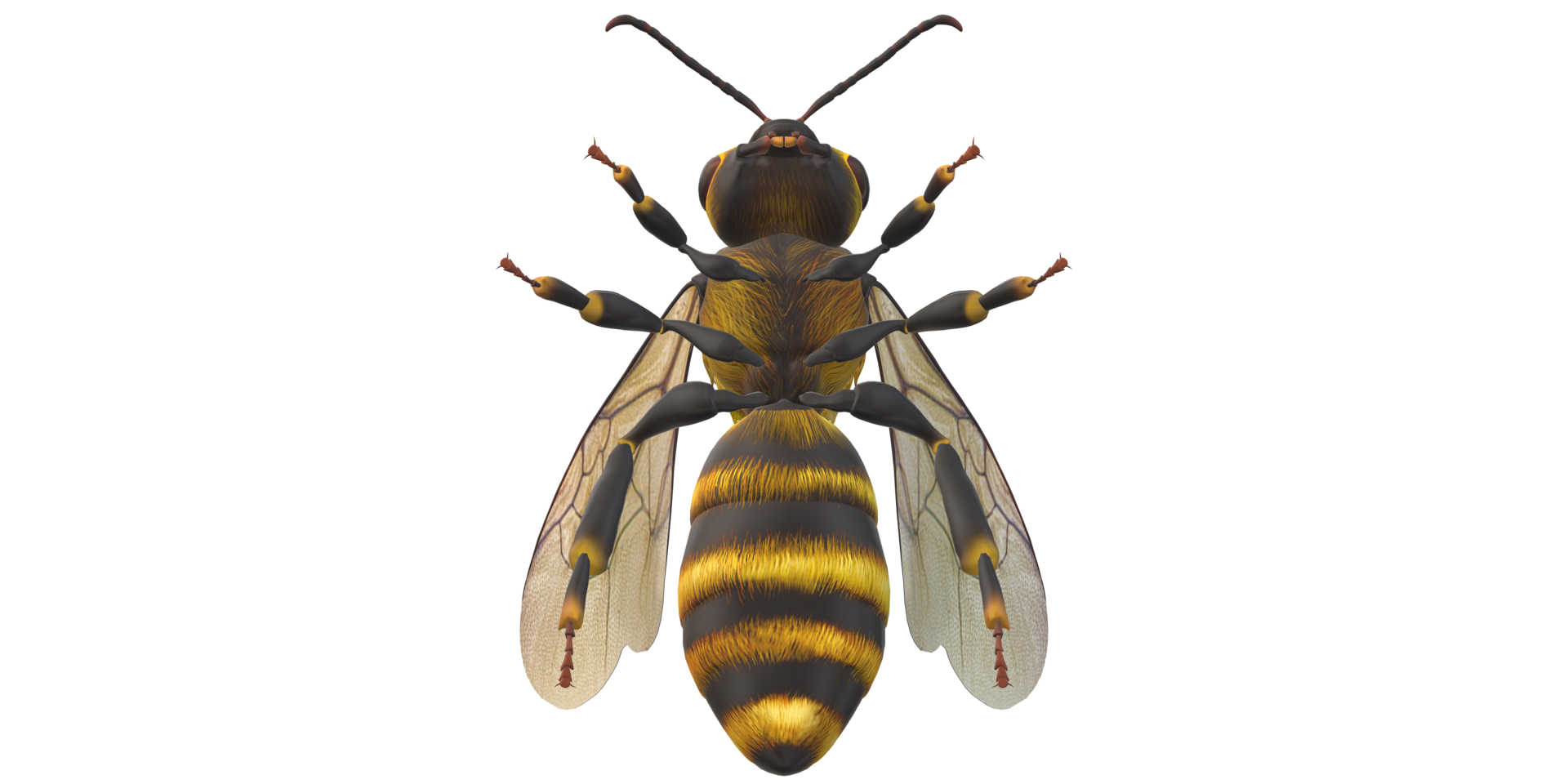 Bee isolated on a Transparent Background png