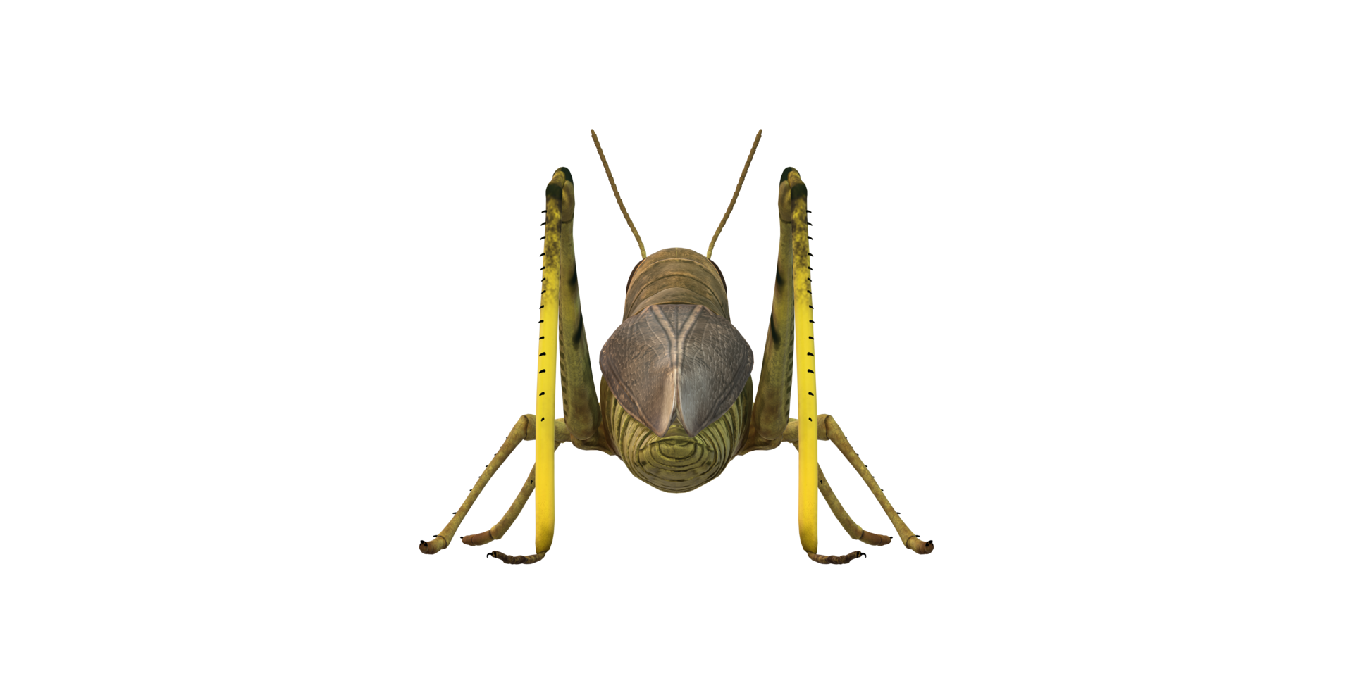 Grasshopper isolated on a Transparent Background png
