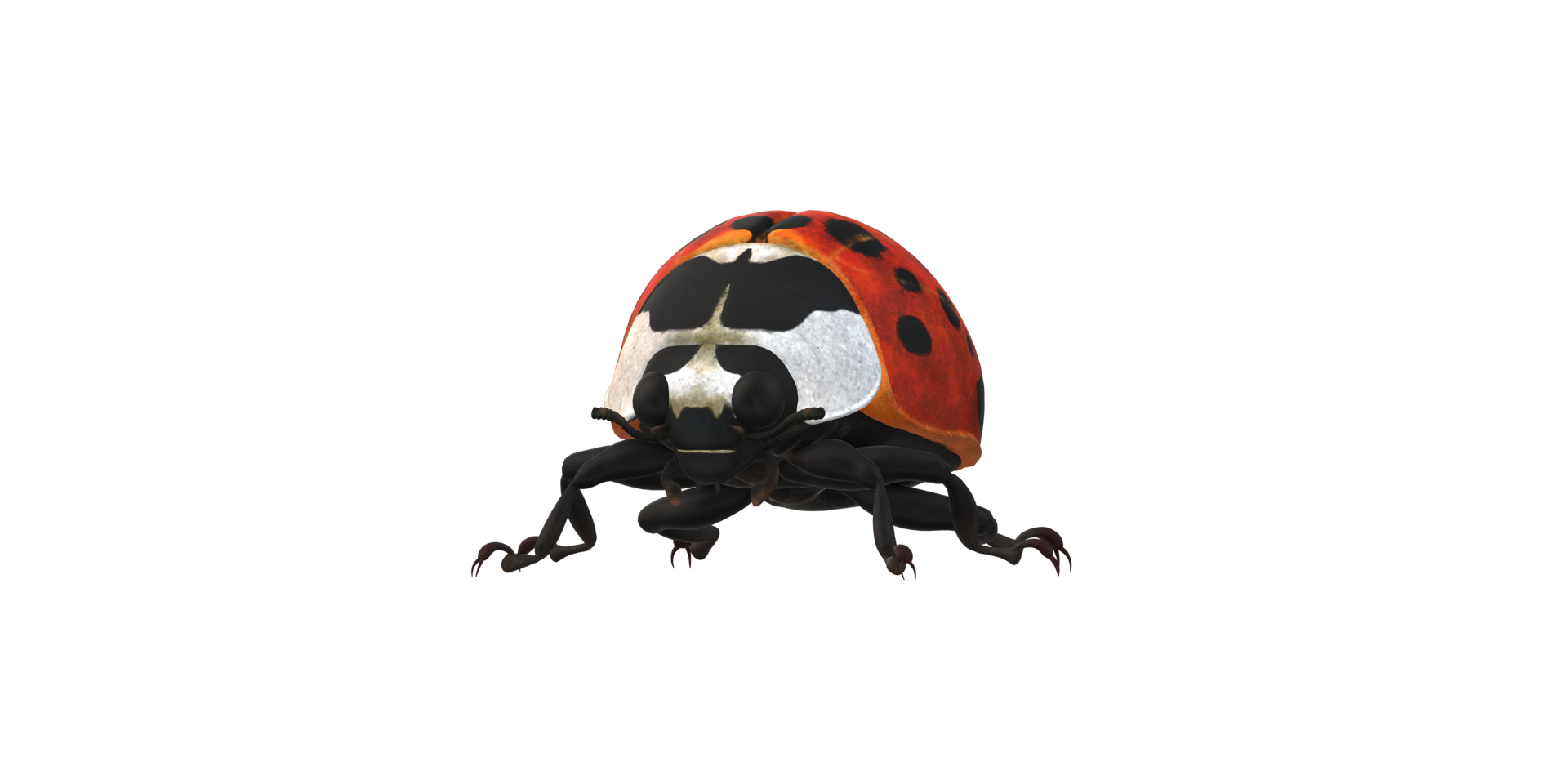 Ladybug isolated on a Transparent Background png