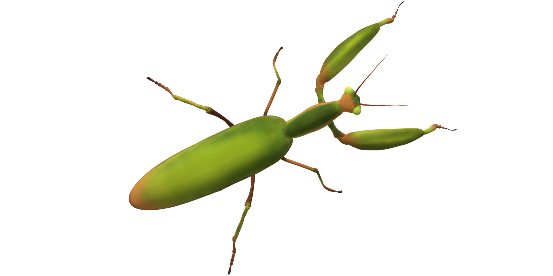 Praying Mantis isolated on a Transparent Background png
