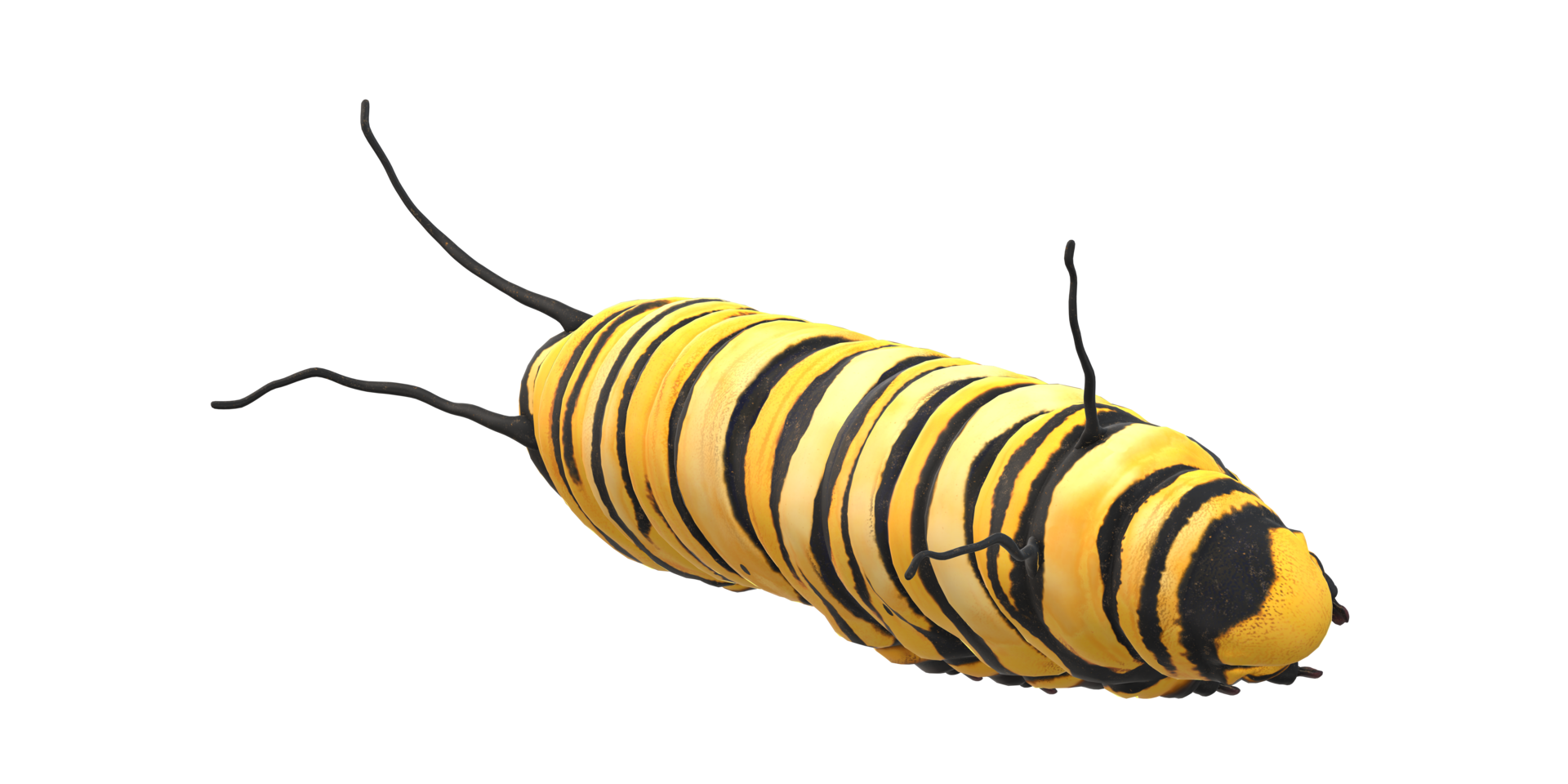 Caterpillar isolated on a Transparent Background png