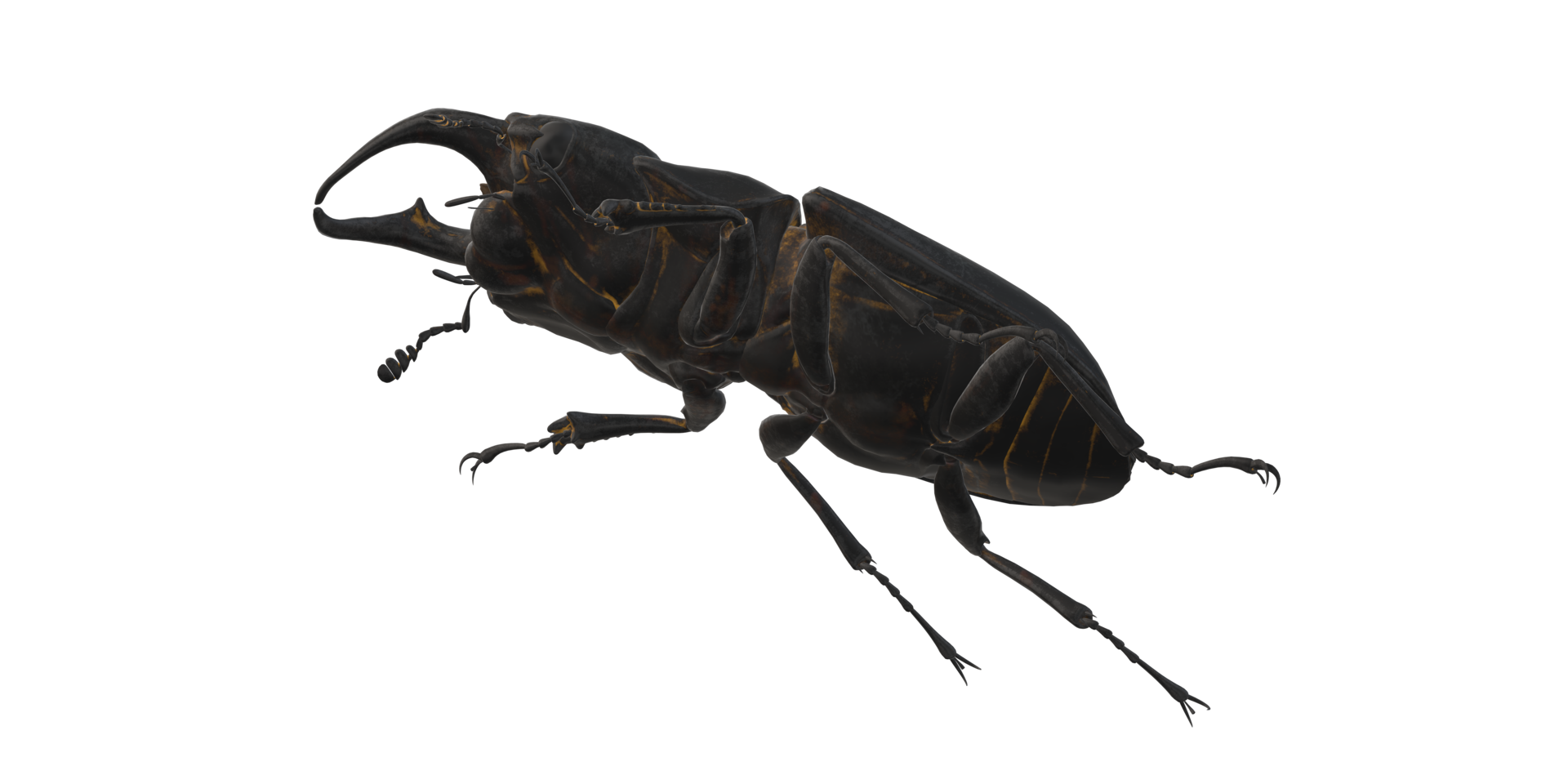 Stag Beetle isolated on a Transparent Background png