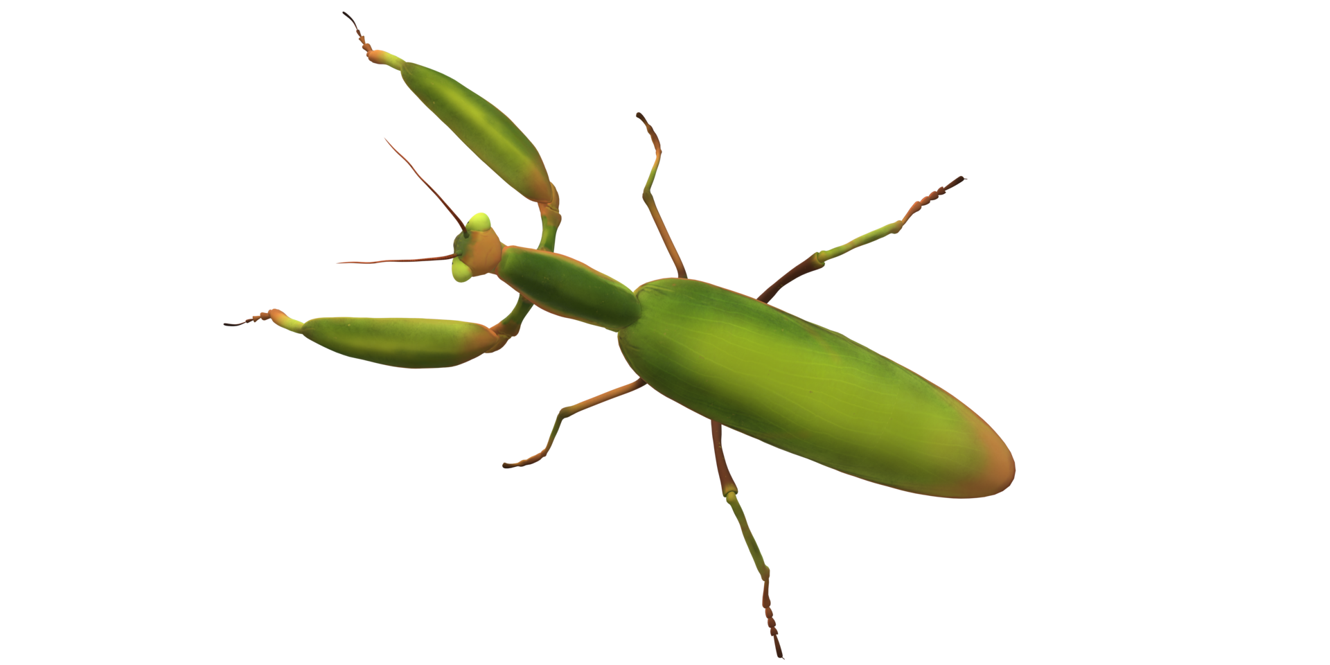 Praying Mantis isolated on a Transparent Background png