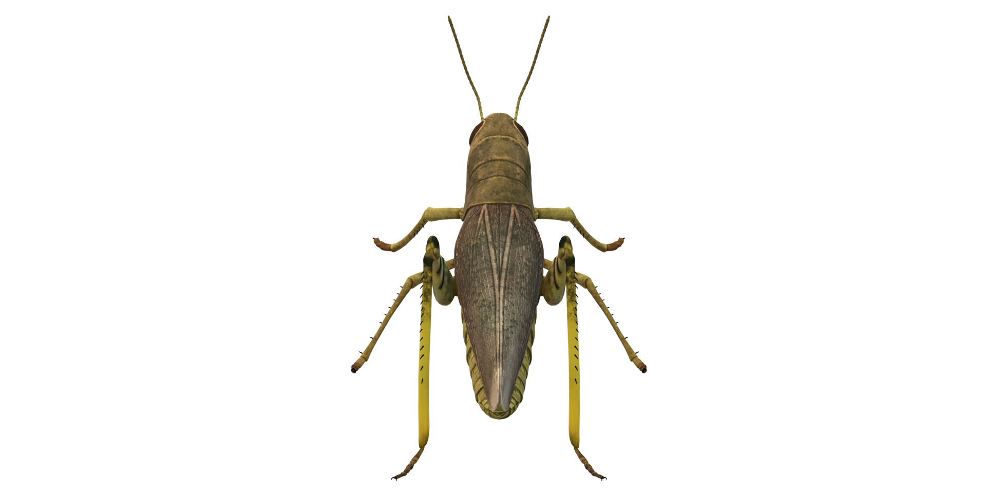 Grasshopper isolated on a Transparent Background png