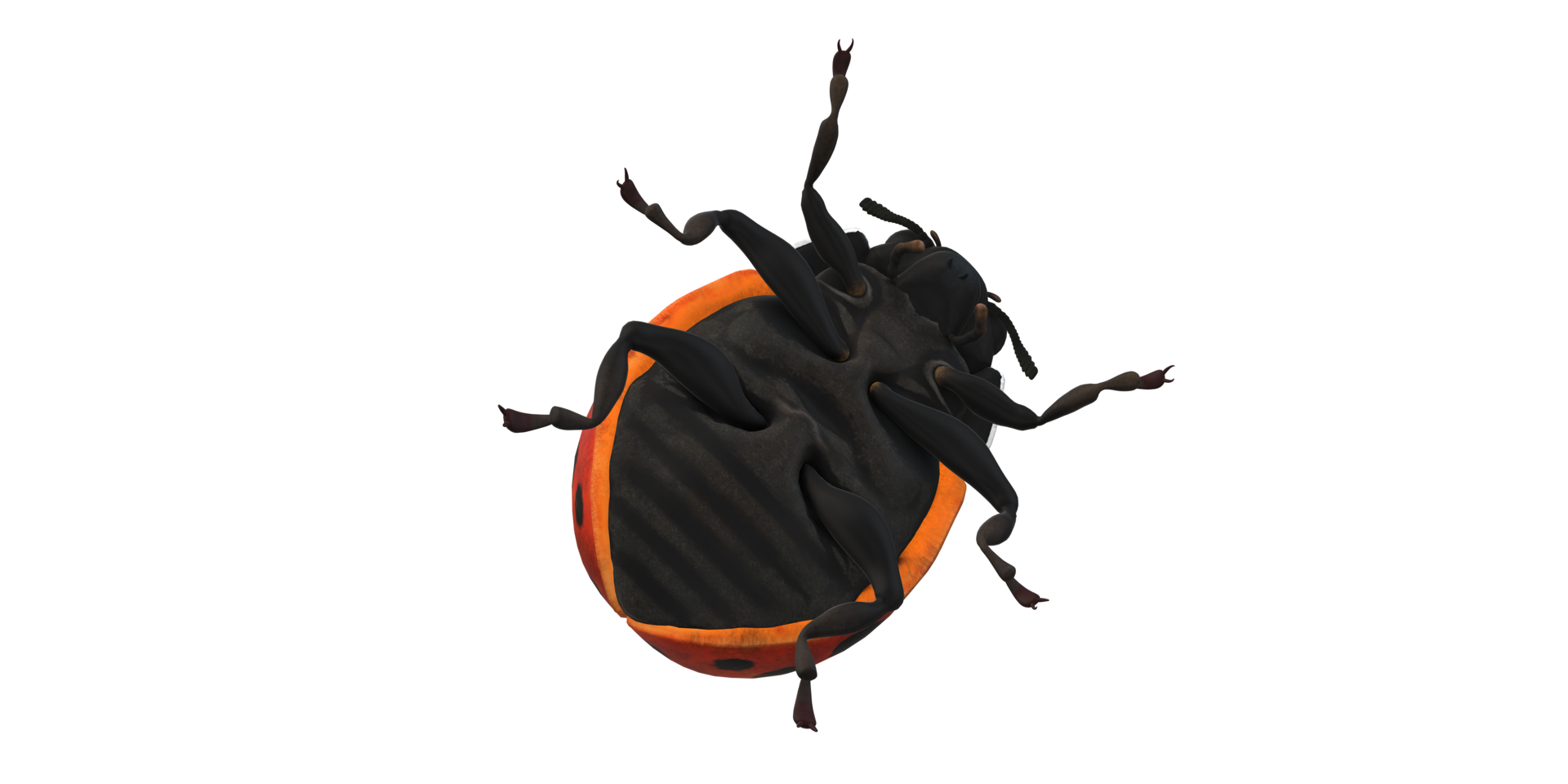 Ladybug isolated on a Transparent Background png