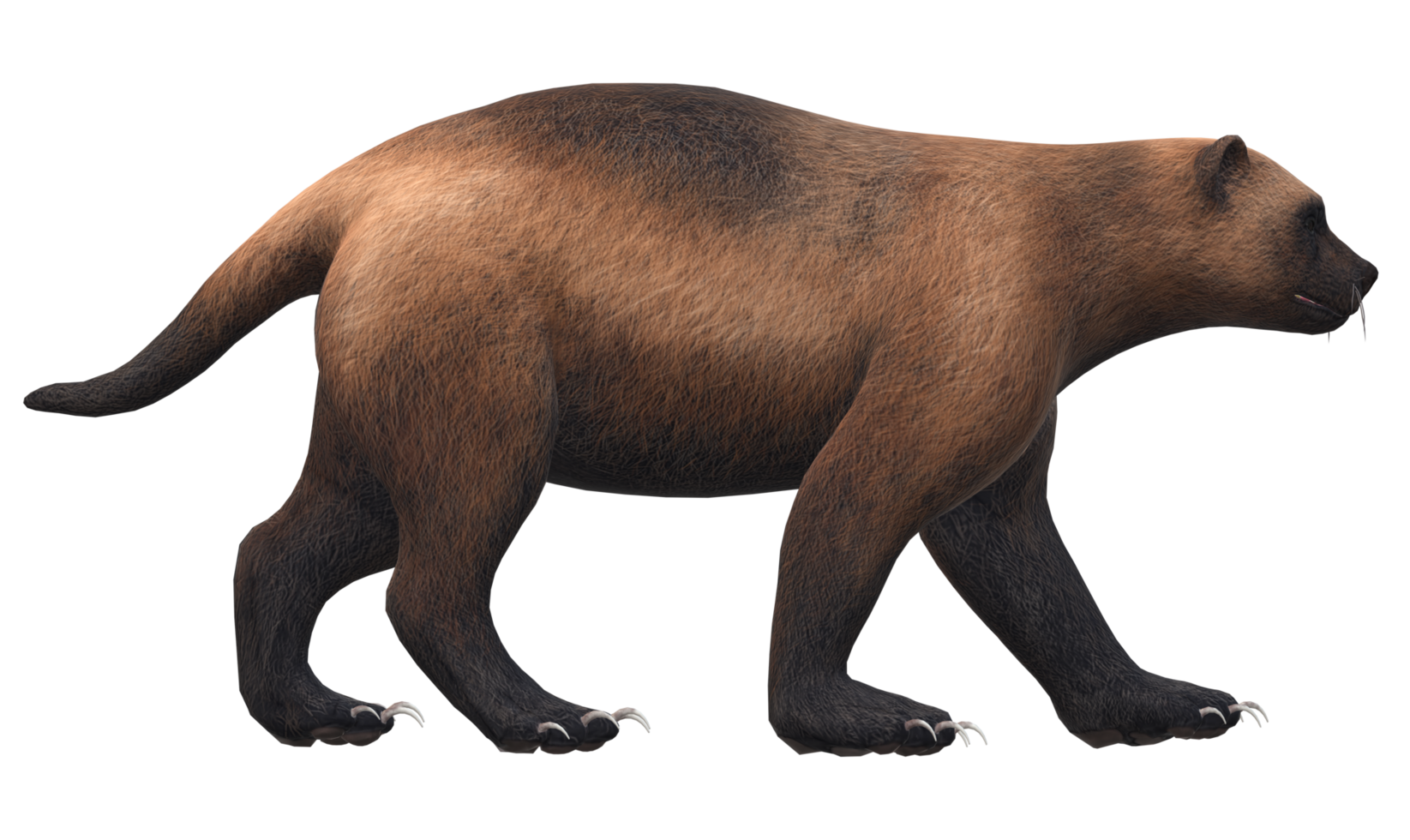Wolverine isolated on a Transparent Background png