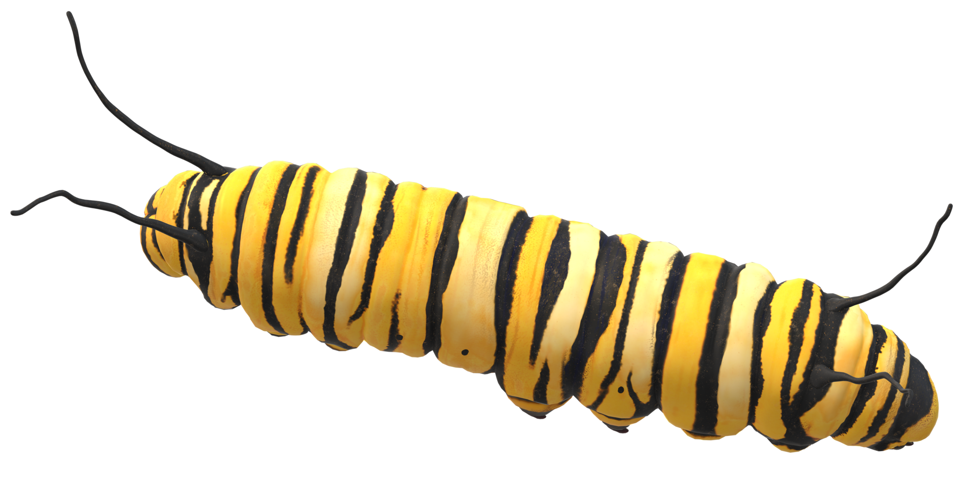 Caterpillar isolated on a Transparent Background png