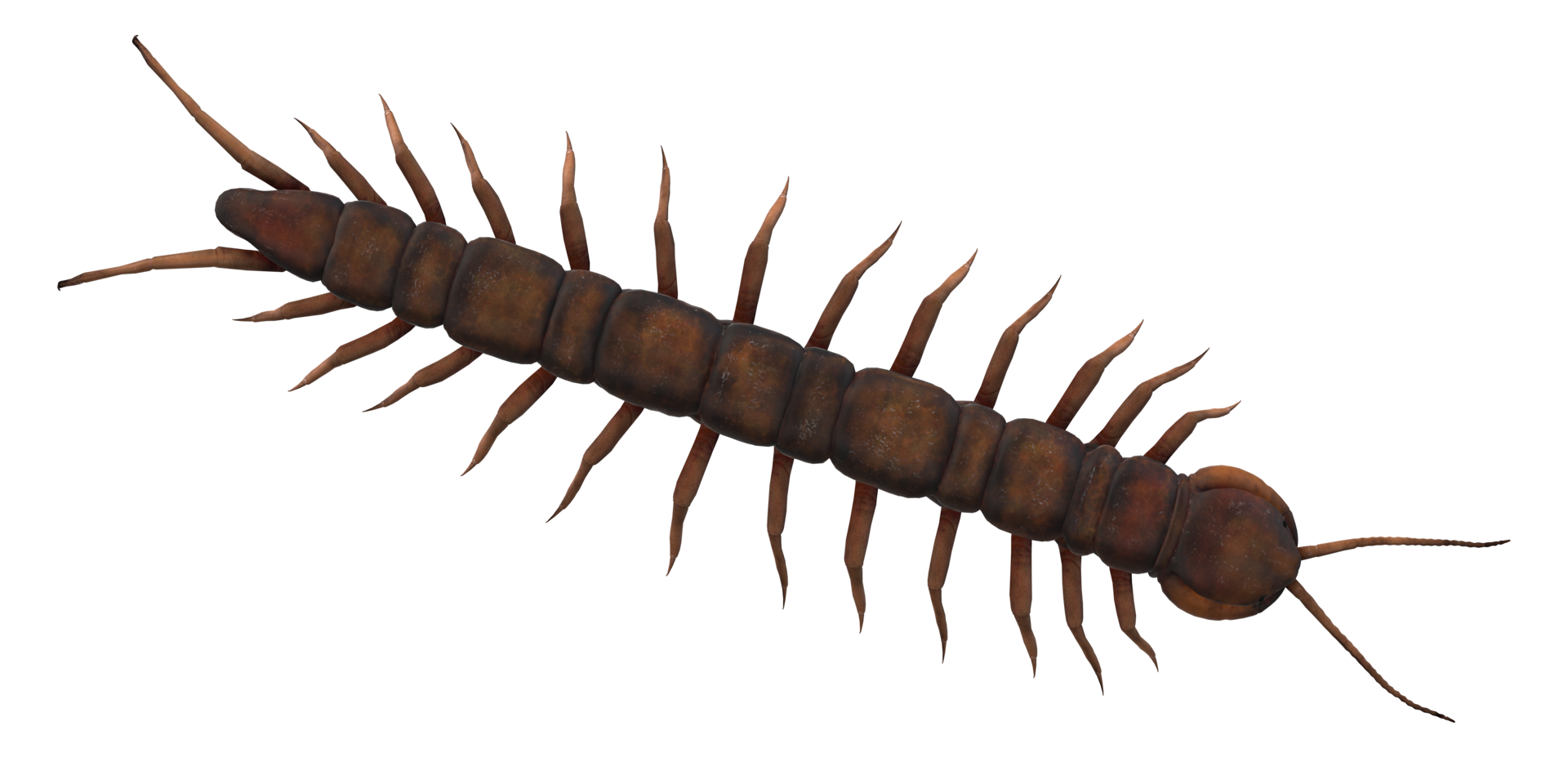 Centipede isolated on a Transparent Background png