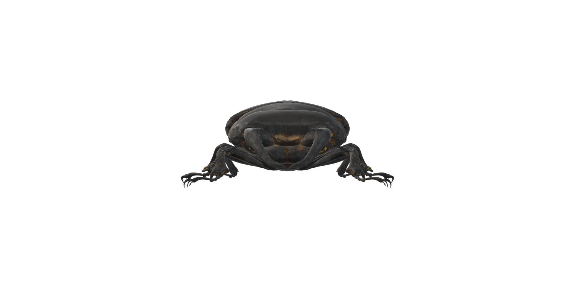Stag Beetle isolated on a Transparent Background png