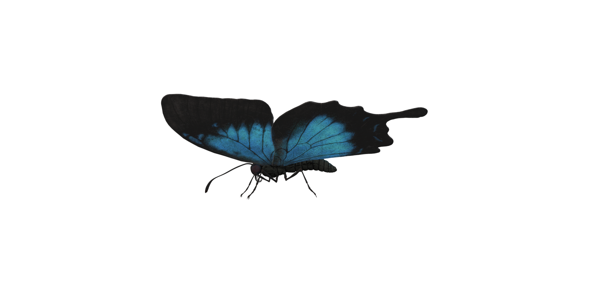 Butterfly isolated on a Transparent Background png