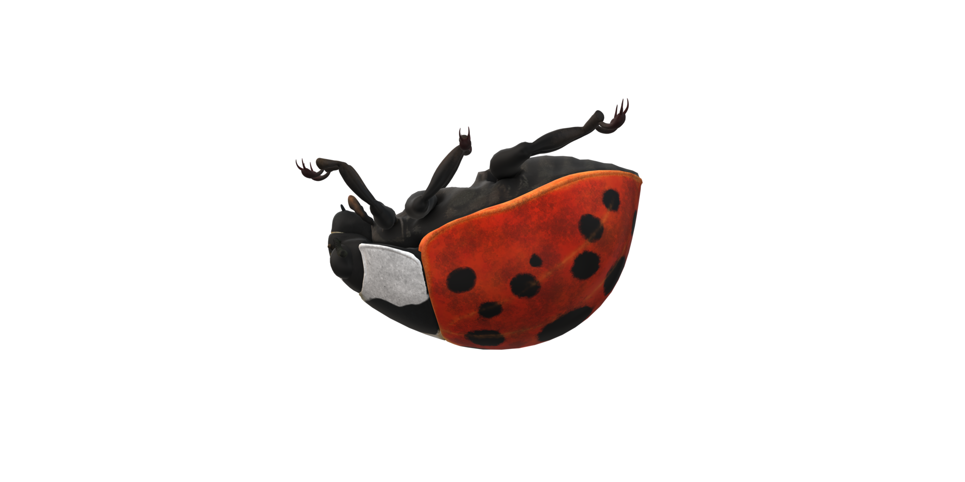 Ladybug isolated on a Transparent Background png