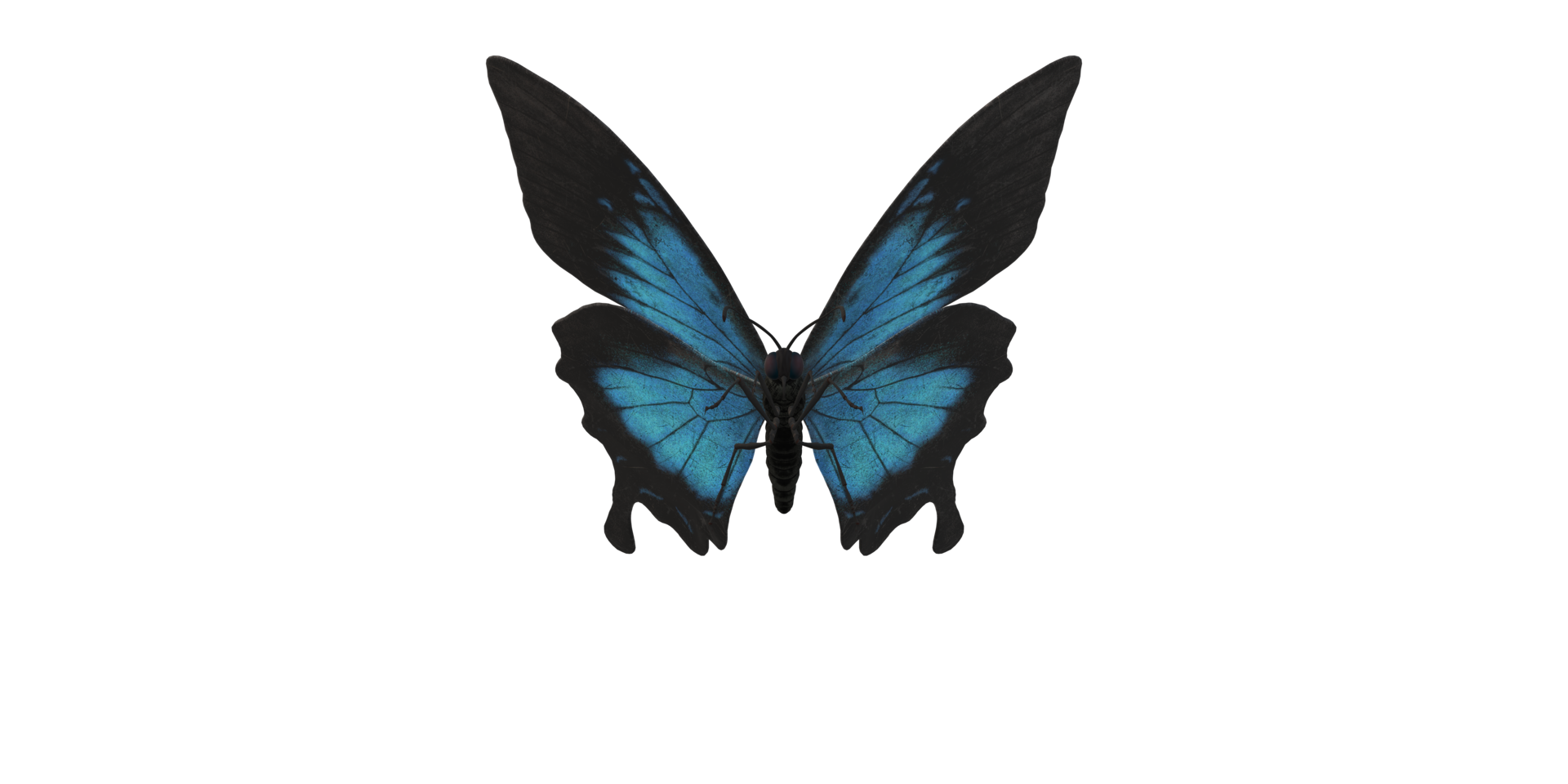 Butterfly isolated on a Transparent Background png