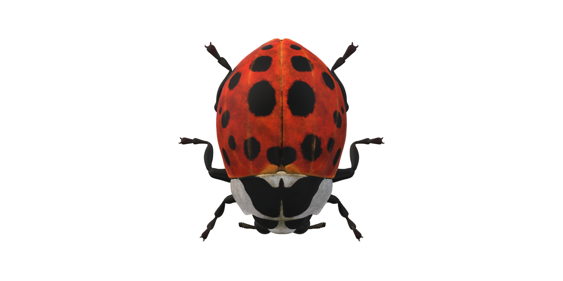 Ladybug isolated on a Transparent Background png