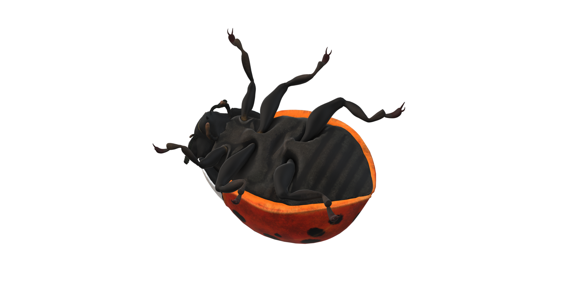 Ladybug isolated on a Transparent Background png