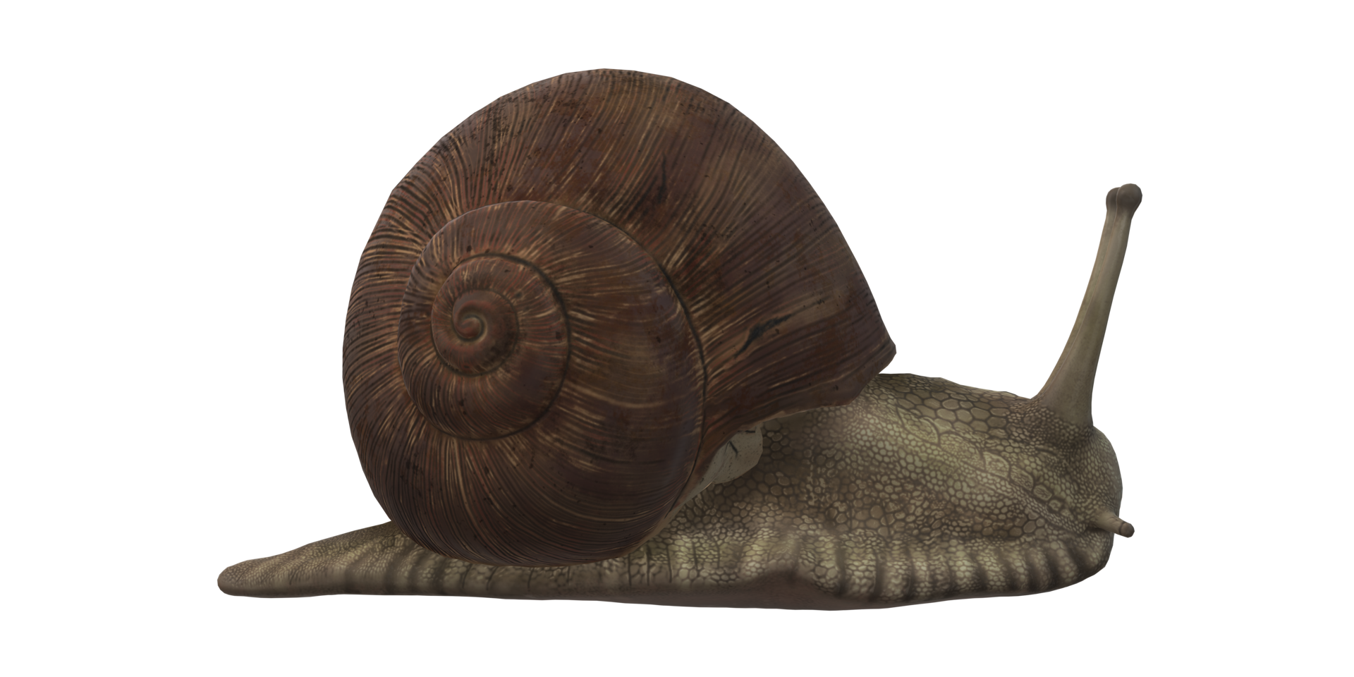 Snail isolated on a Transparent Background png