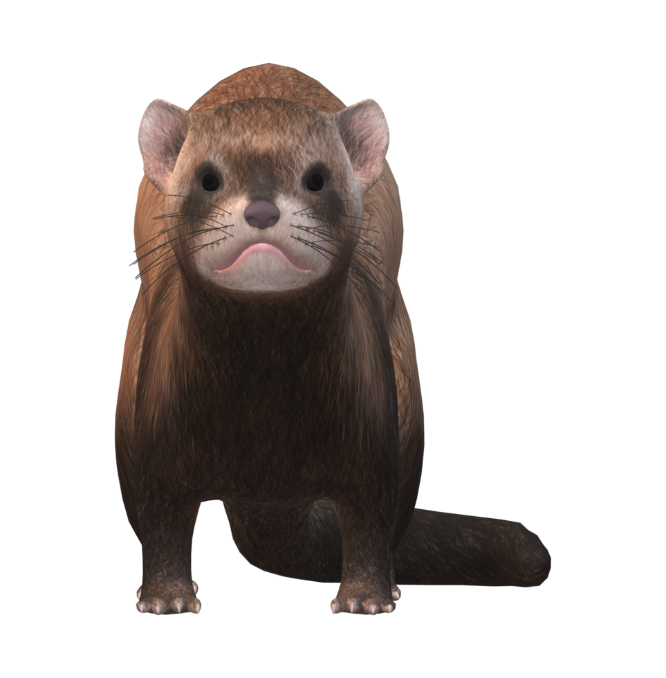 Ferret isolated on a Transparent Background png