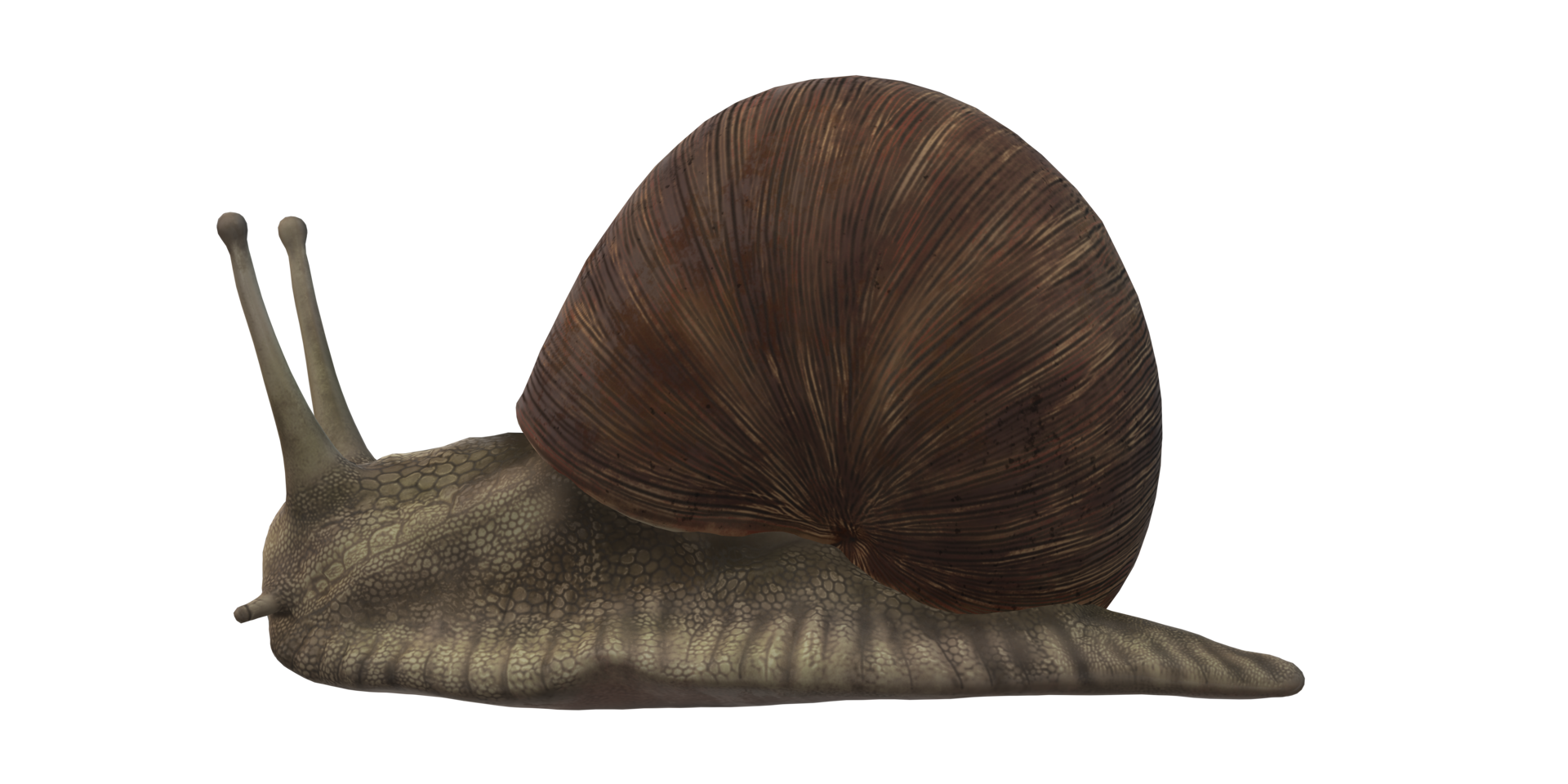 Snail isolated on a Transparent Background png