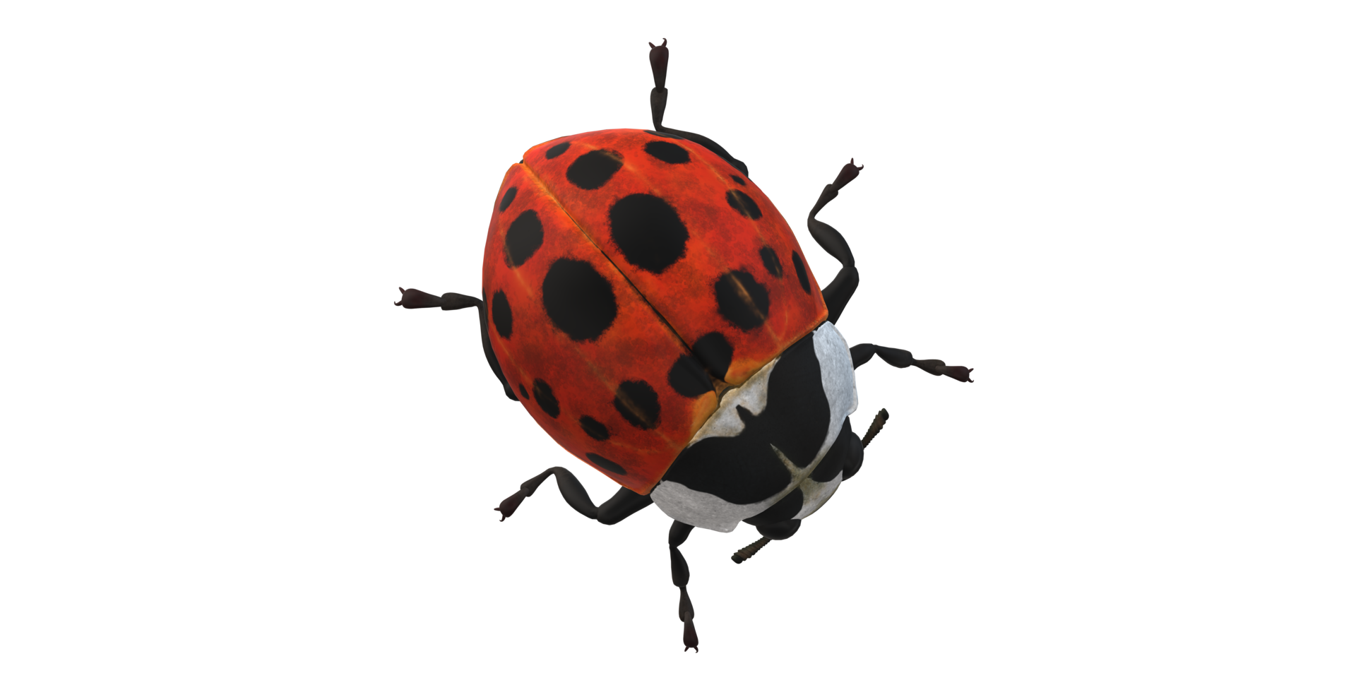 Ladybug isolated on a Transparent Background png