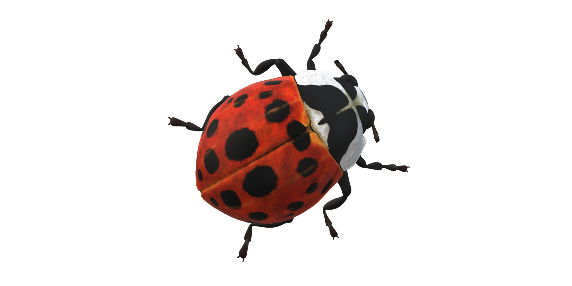 Ladybug isolated on a Transparent Background png