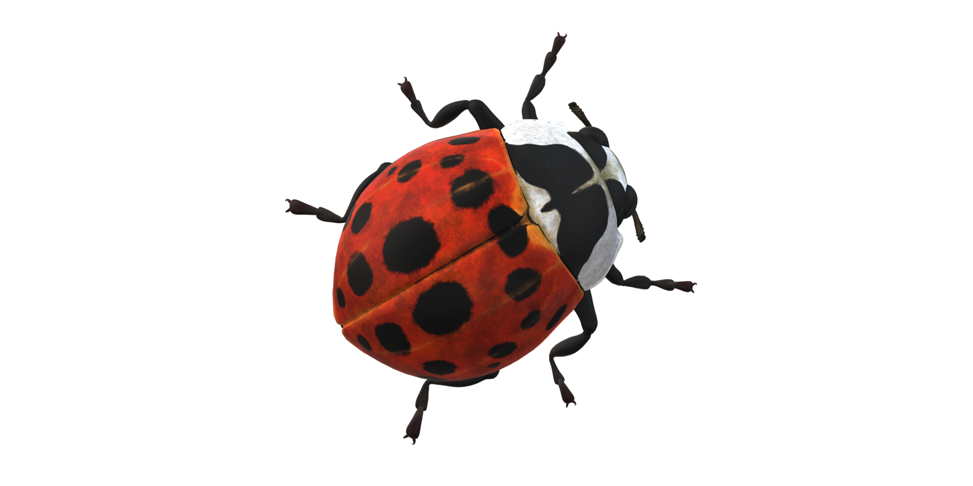 Ladybug isolated on a Transparent Background 24249280 PNG