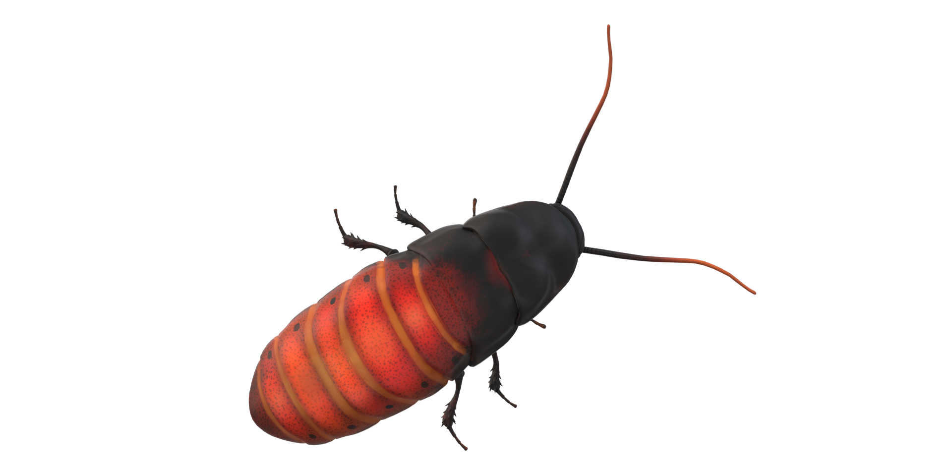 Oriental Cockroach isolated on a Transparent Background png