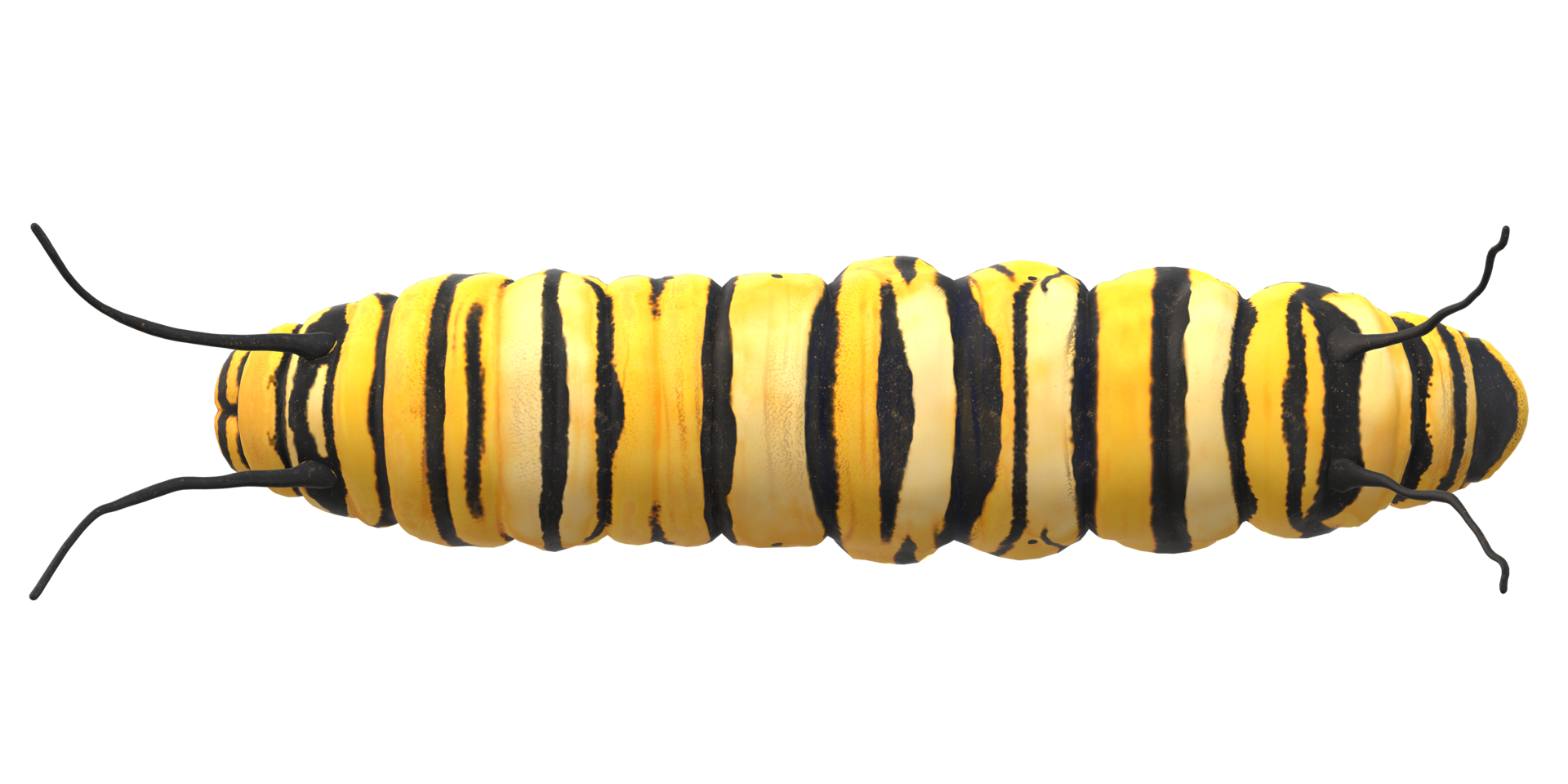 Caterpillar isolated on a Transparent Background png