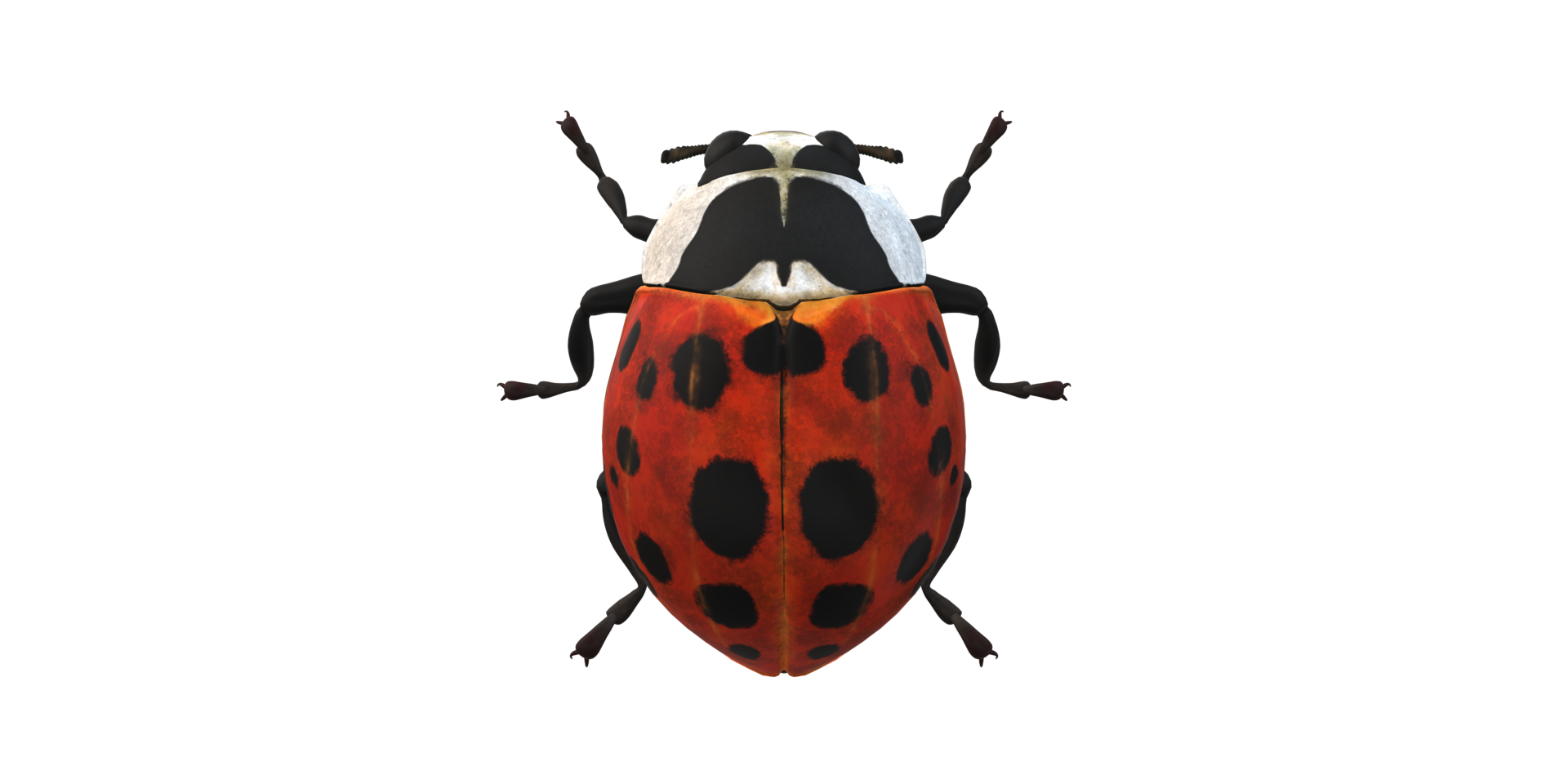 Ladybug isolated on a Transparent Background png