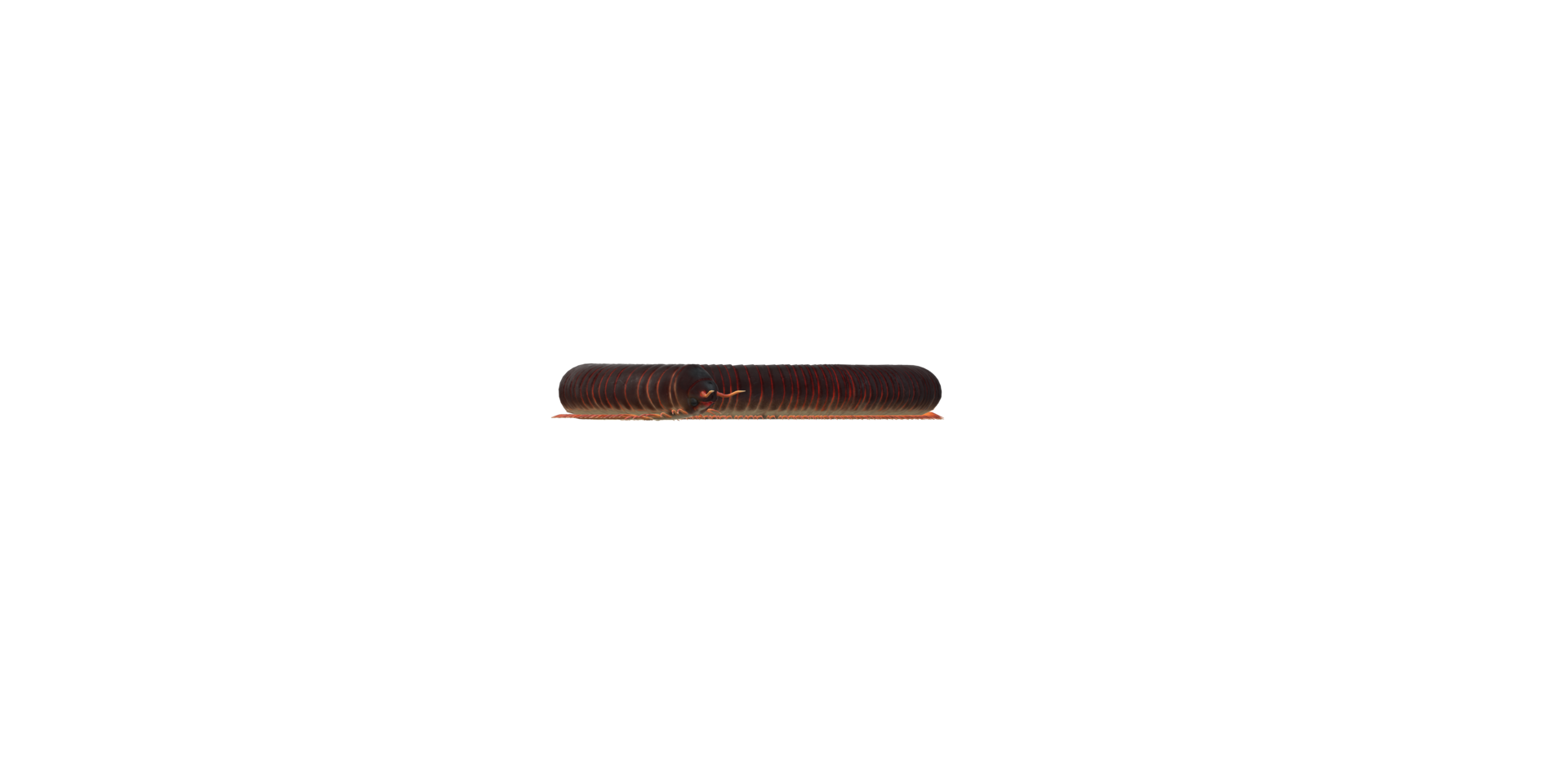 Millipede isolated on a Transparent Background png