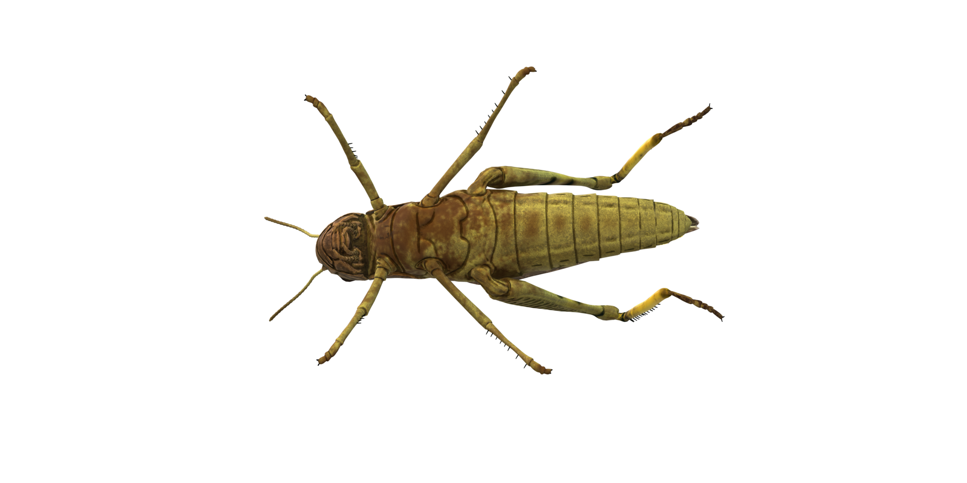 Grasshopper isolated on a Transparent Background png