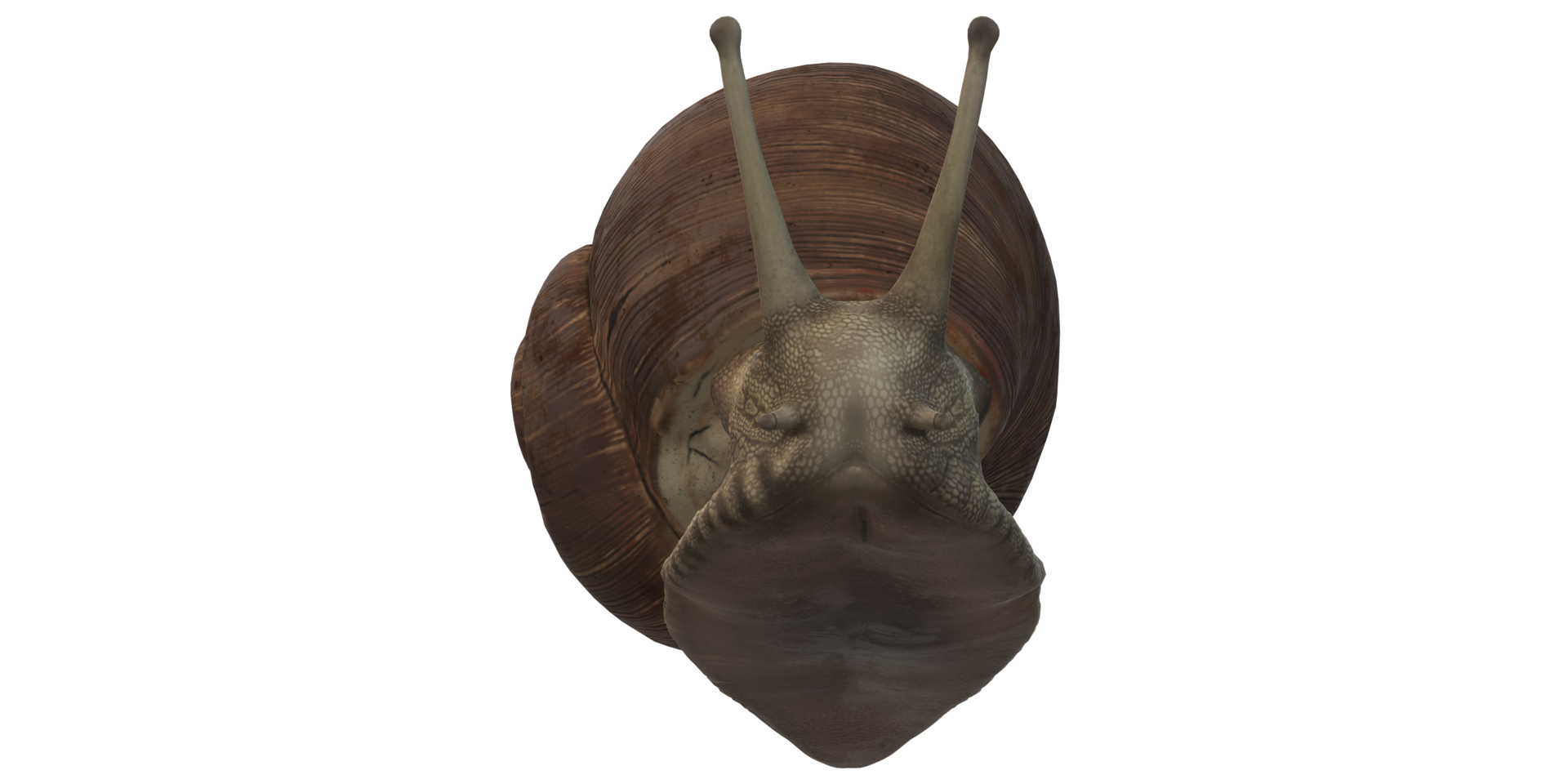 Snail isolated on a Transparent Background png