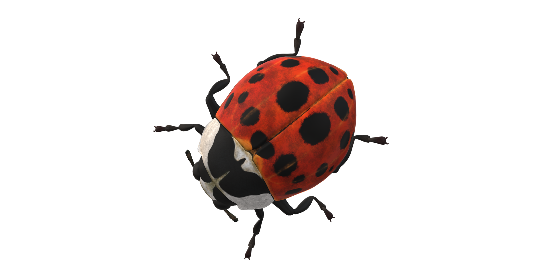 Ladybug isolated on a Transparent Background png