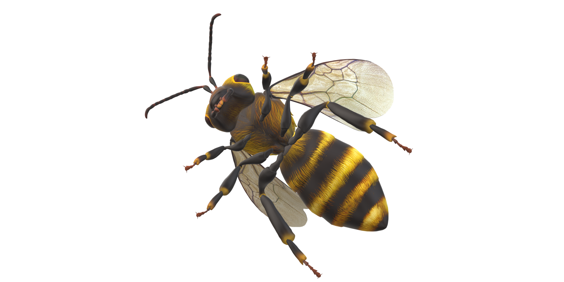 Bee isolated on a Transparent Background png