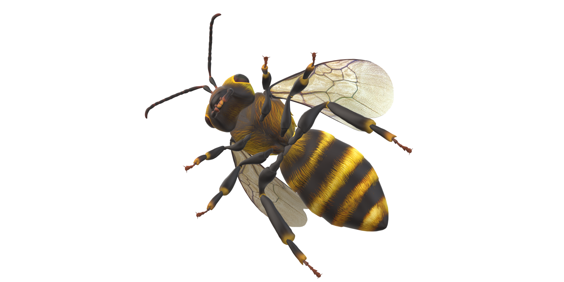 abeja aislado en un transparente antecedentes png