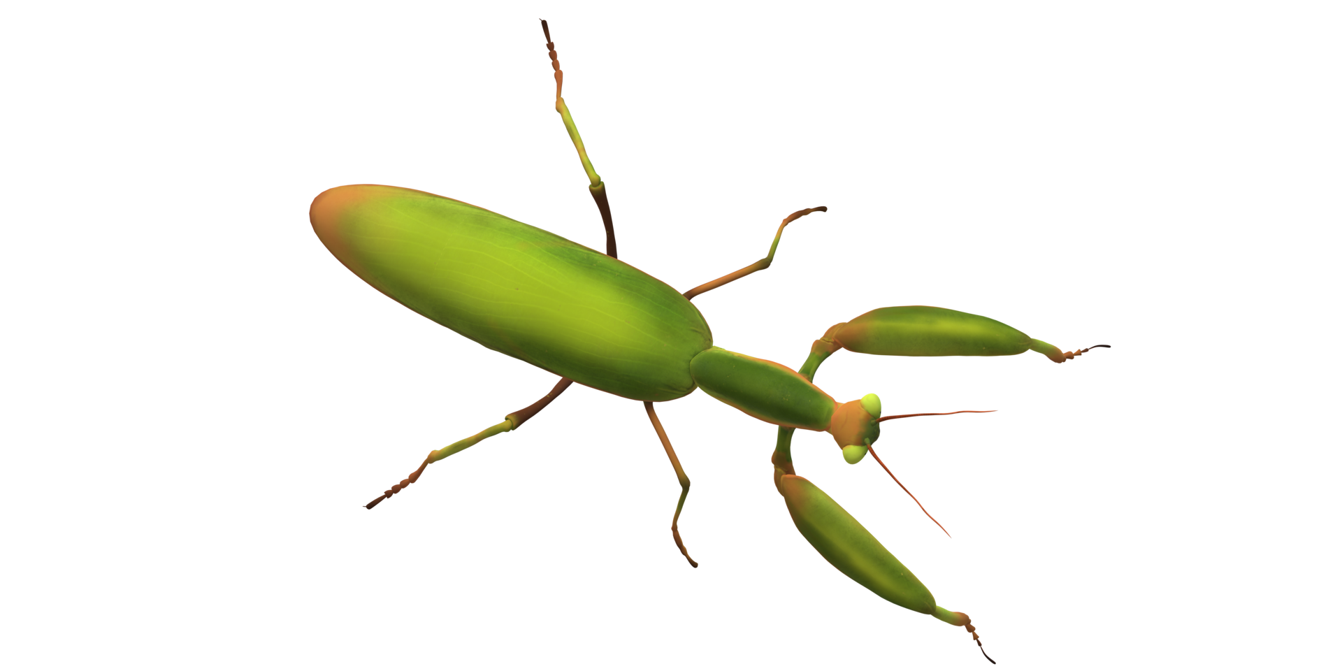 Praying Mantis isolated on a Transparent Background png