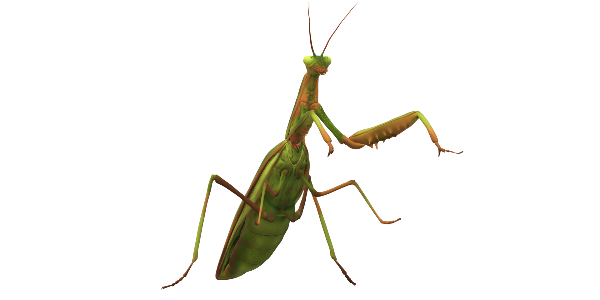 Orando mantis aislado en un transparente antecedentes png