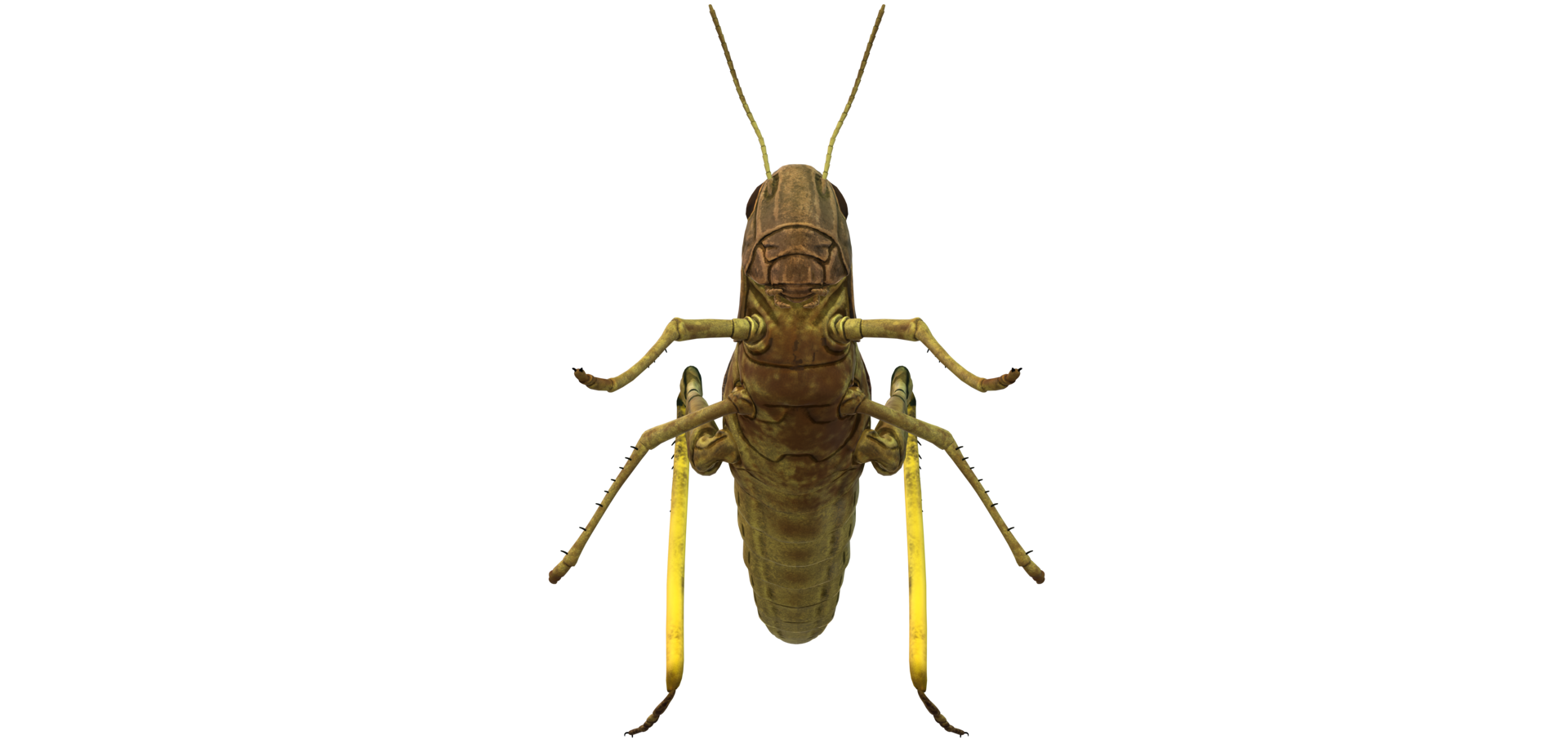 Grasshopper isolated on a Transparent Background png