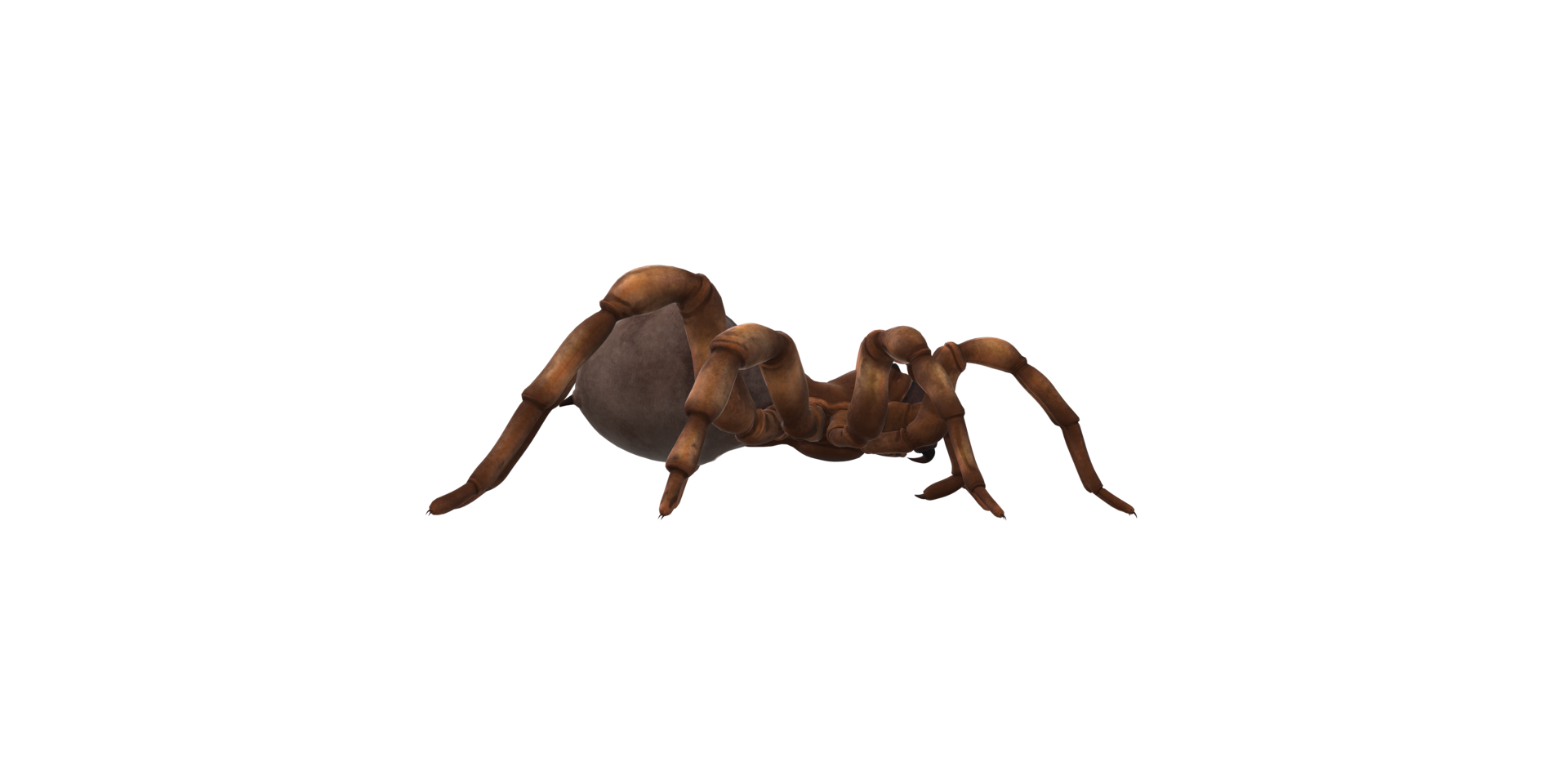 Trapdoor Spider isolated on a Transparent Background png