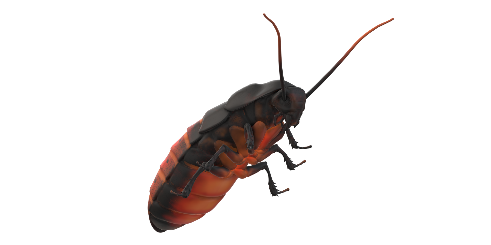 Oriental Cockroach isolated on a Transparent Background png