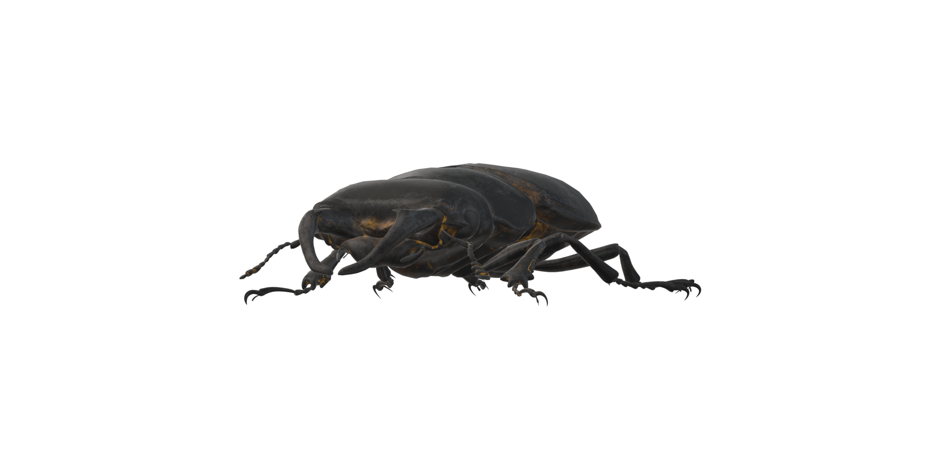 Stag Beetle isolated on a Transparent Background png