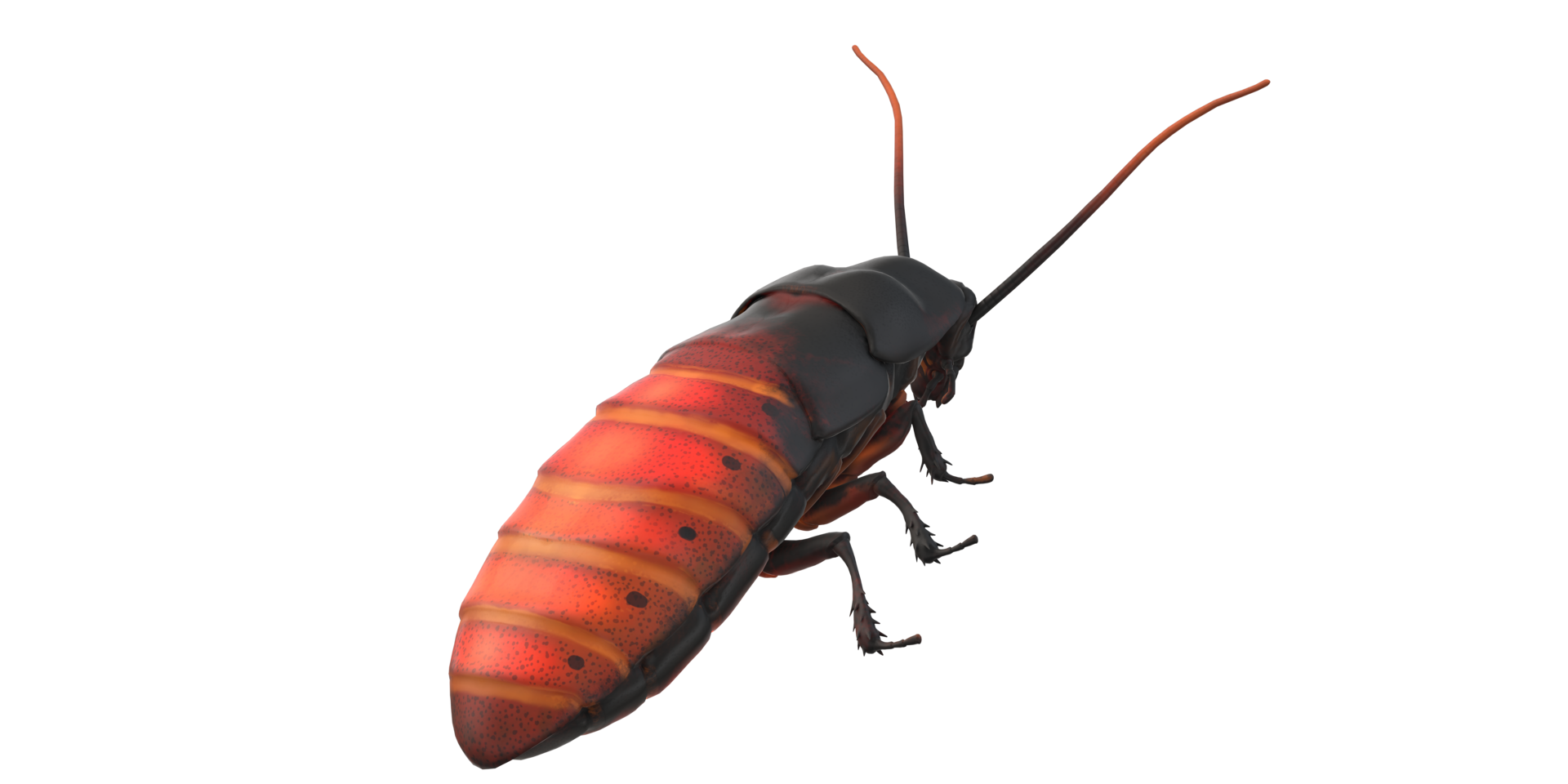 Oriental Cockroach isolated on a Transparent Background png