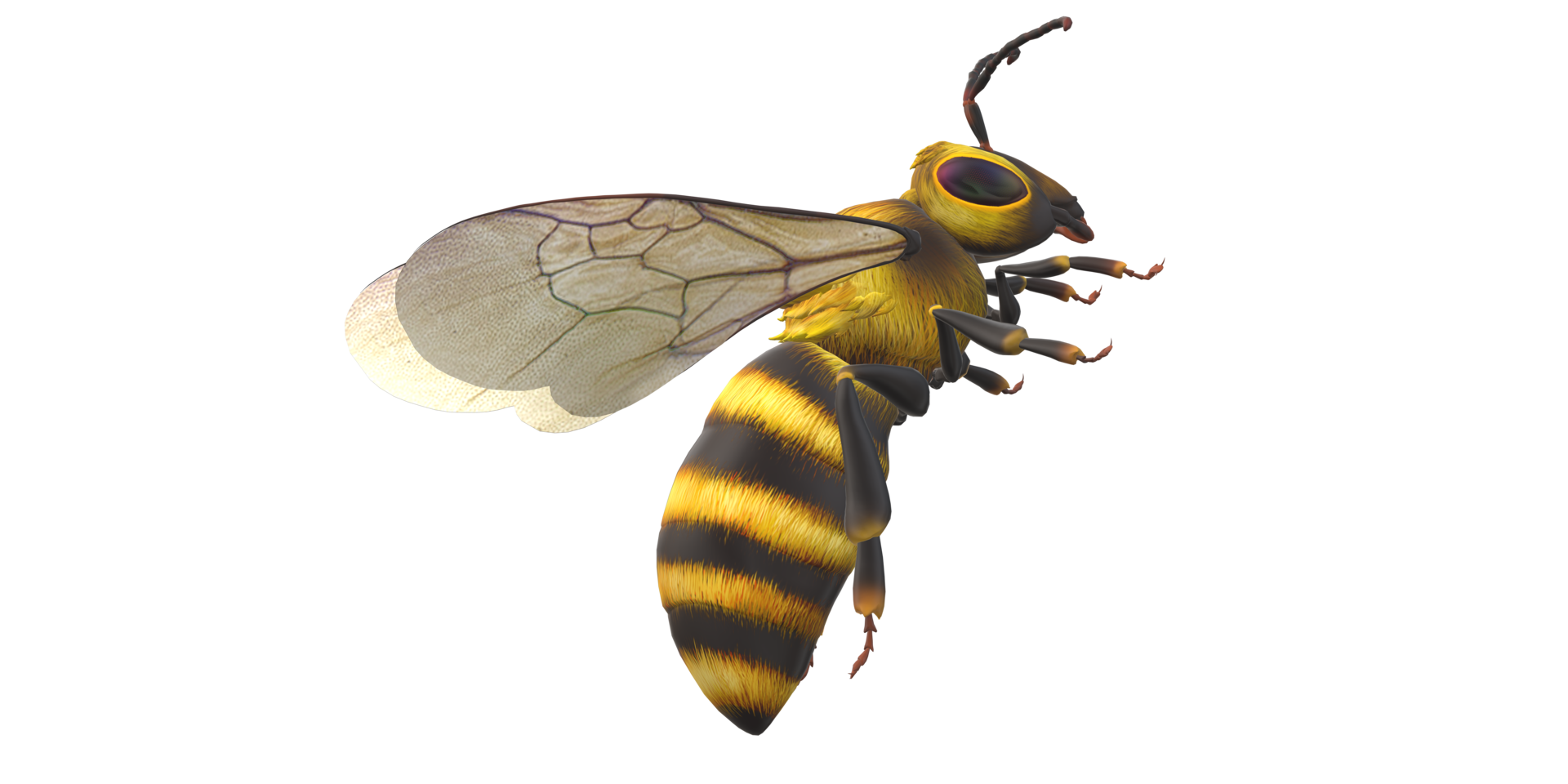 Bee isolated on a Transparent Background png