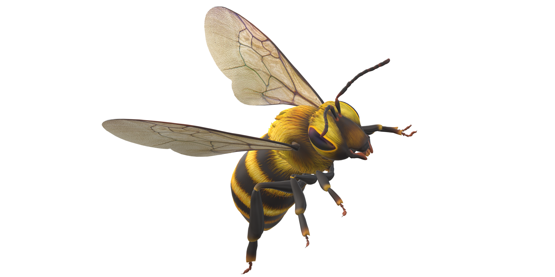 Bee isolated on a Transparent Background png