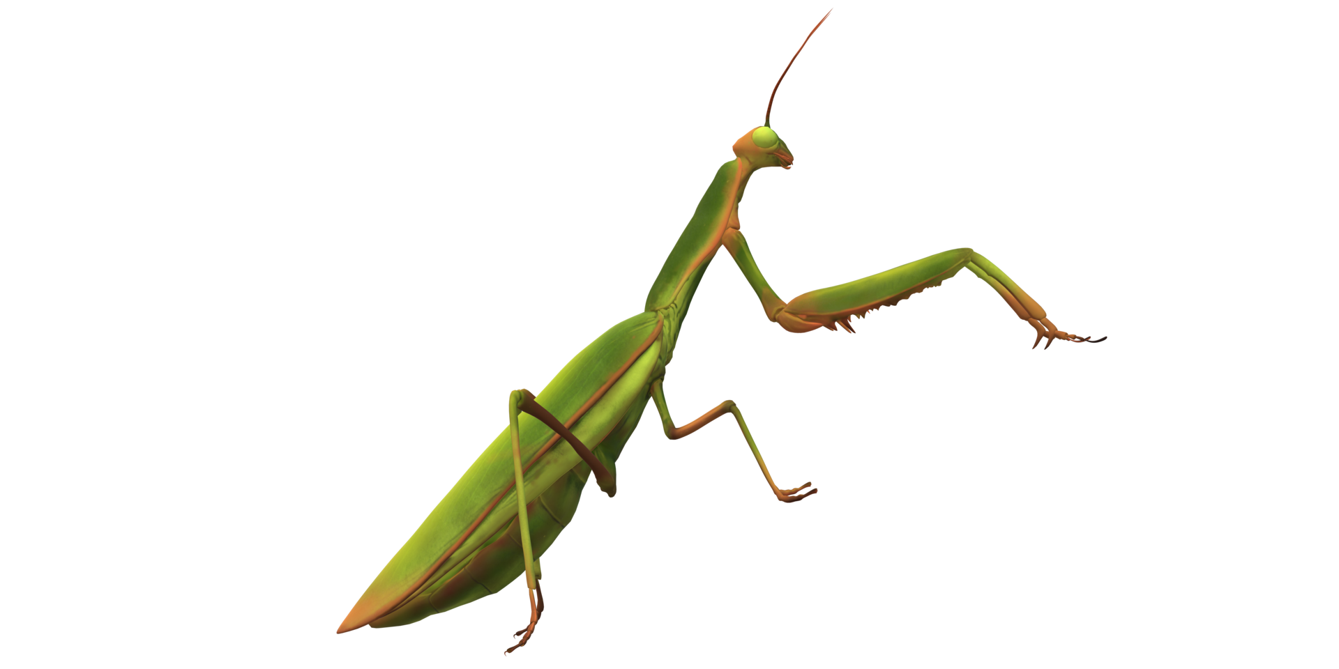 Praying Mantis isolated on a Transparent Background png