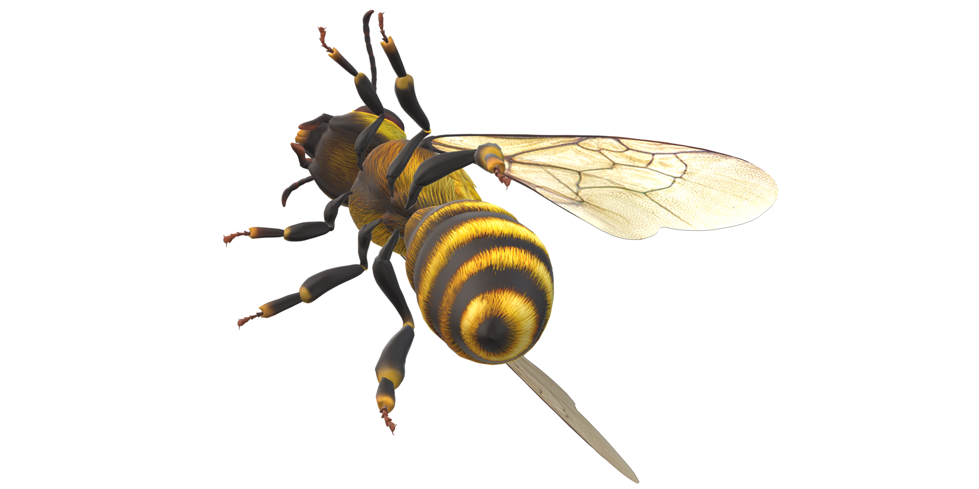 abeille isolé sur une transparent Contexte png