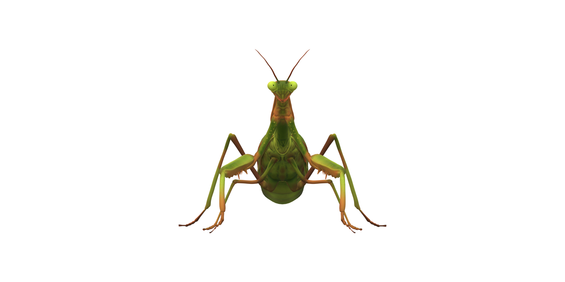 Praying Mantis isolated on a Transparent Background png
